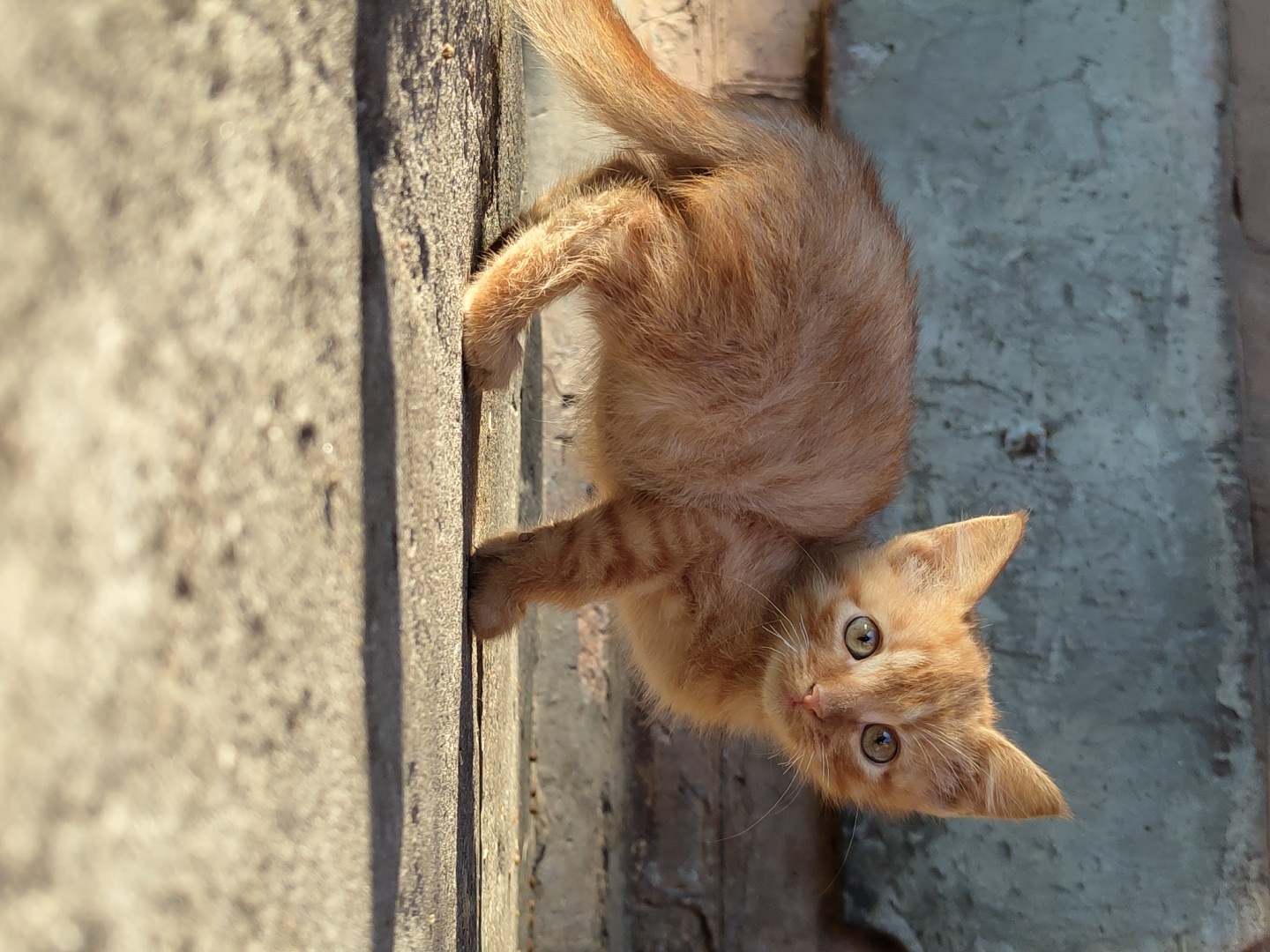 Kittens gathering on concrete surfaces near brick walls