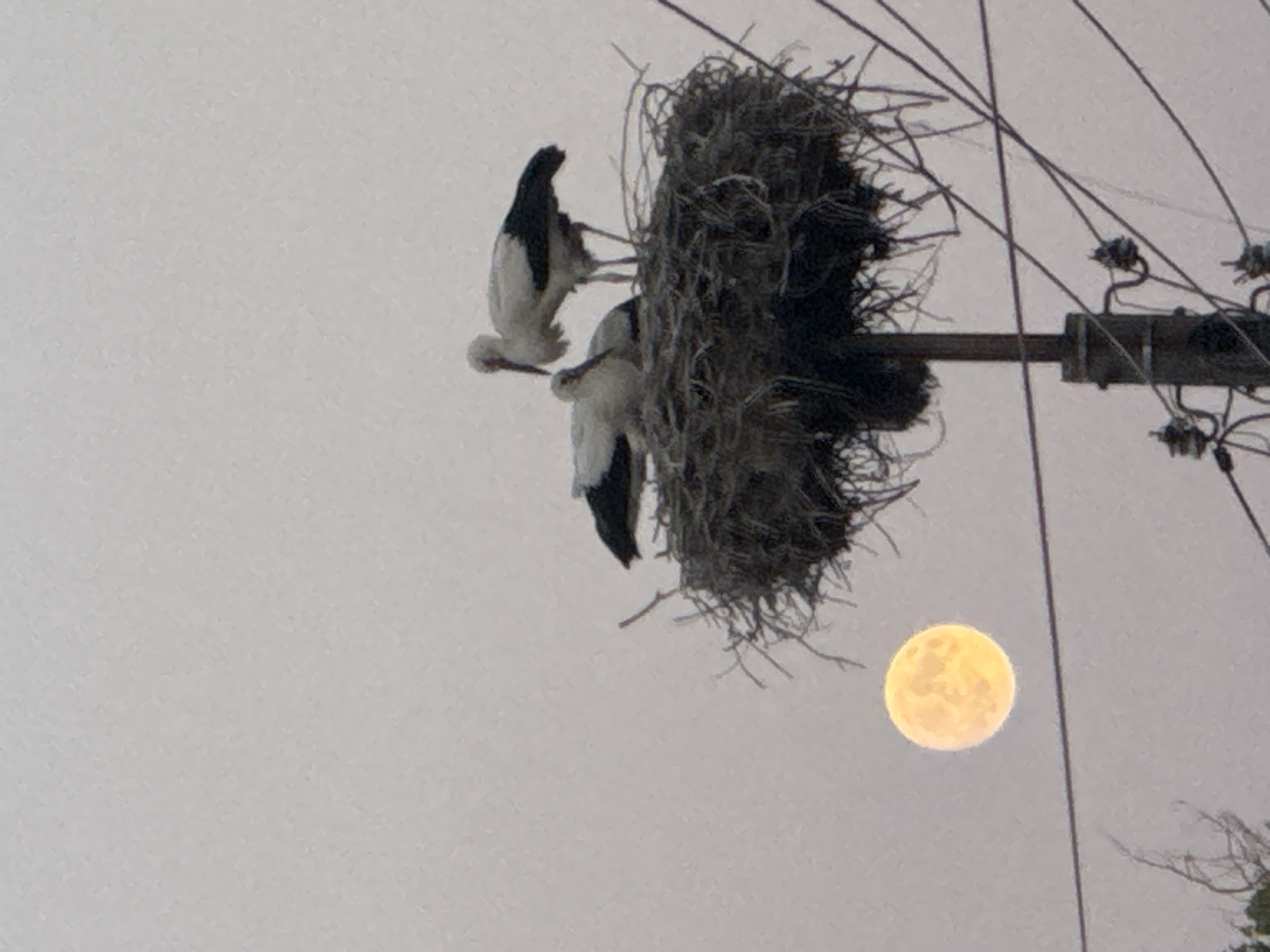 Two storks nesting on a utility pole in rural Bulgaria