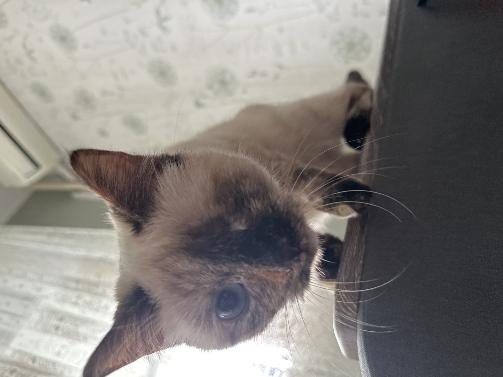 Siamese Cat Observed Lounging Indoors During Morning Hours