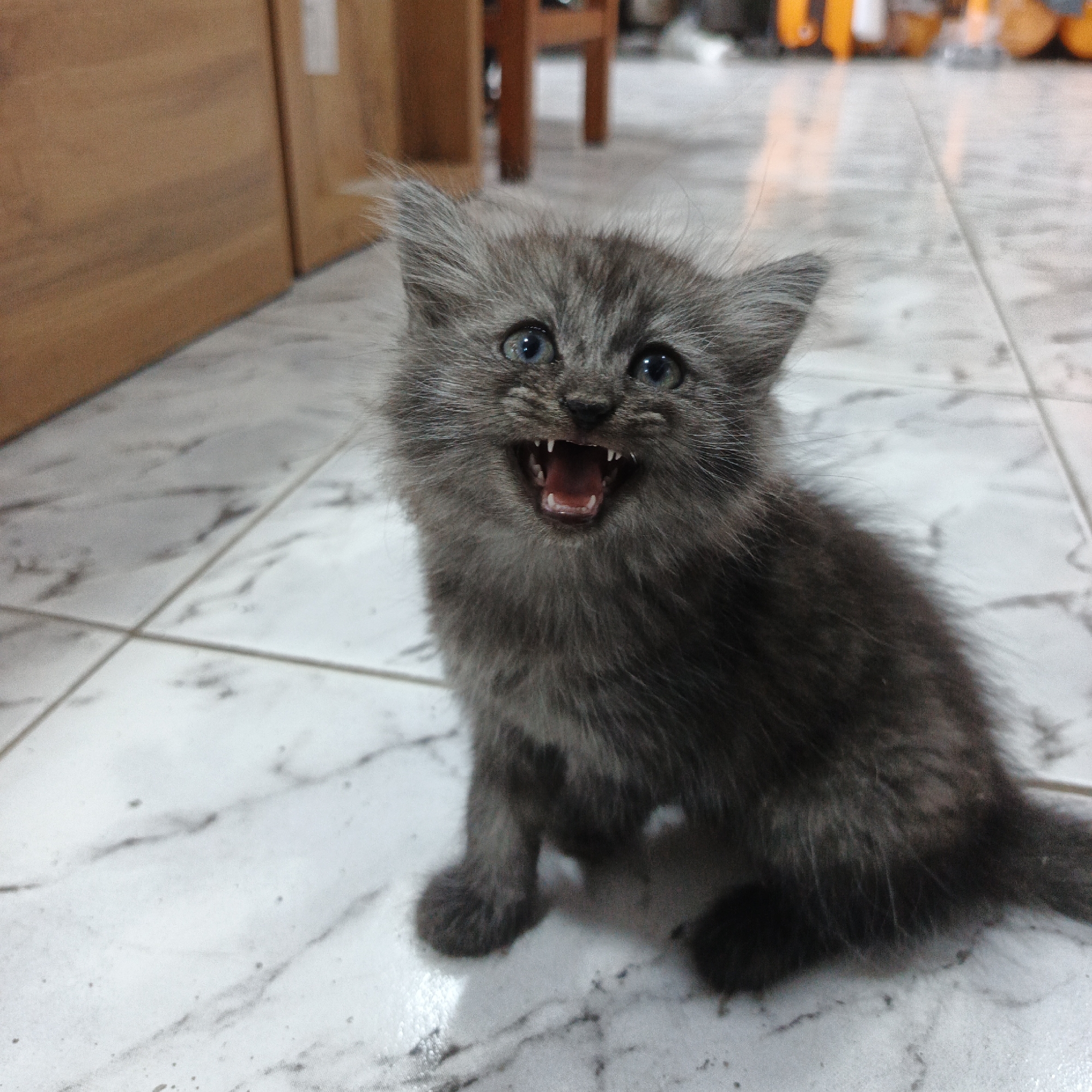 Fluffy blue-eyed kitten at home in Angren, Uzbekistan