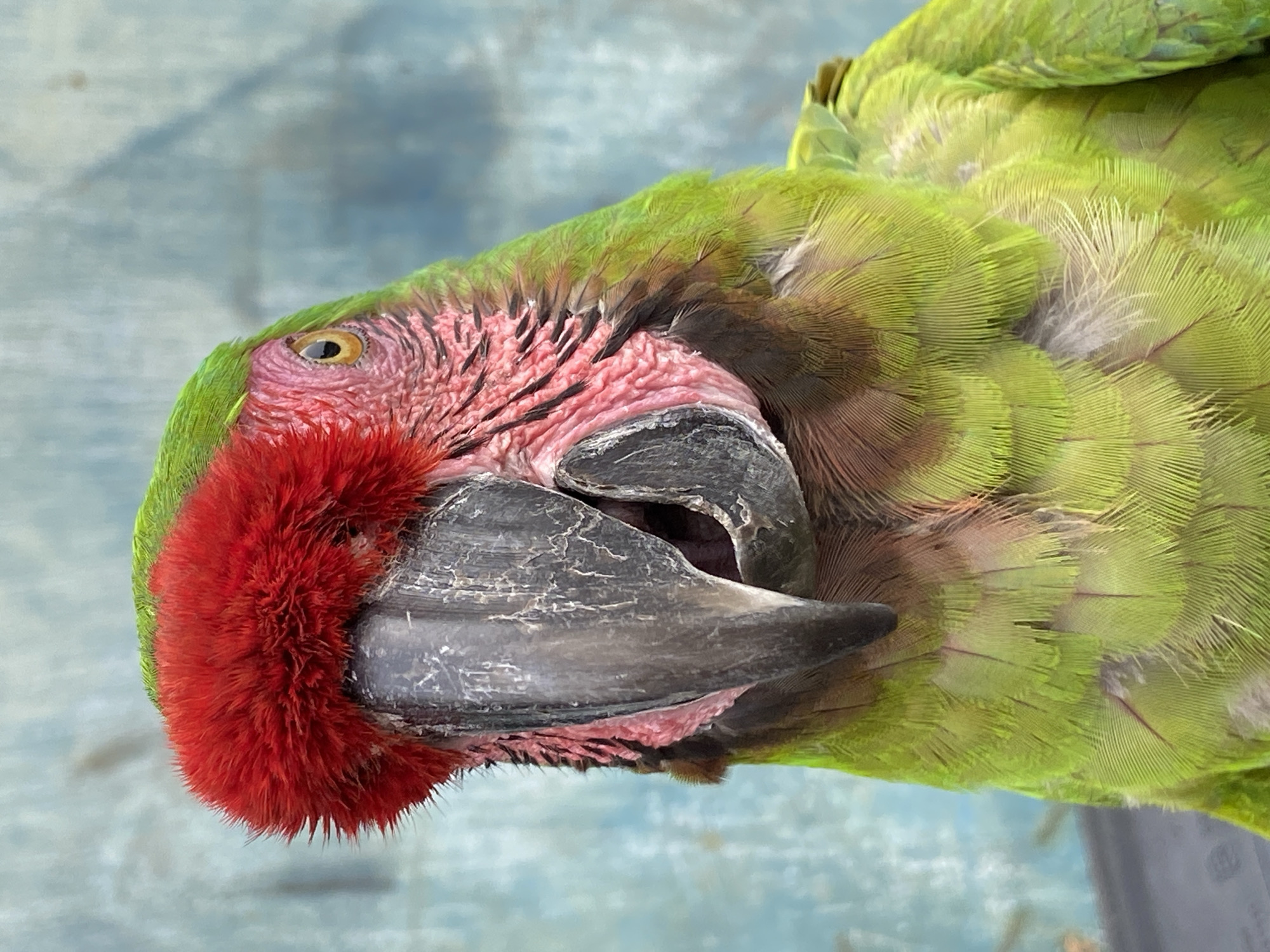 Macaws interact with residents in Venezuelan town daily life