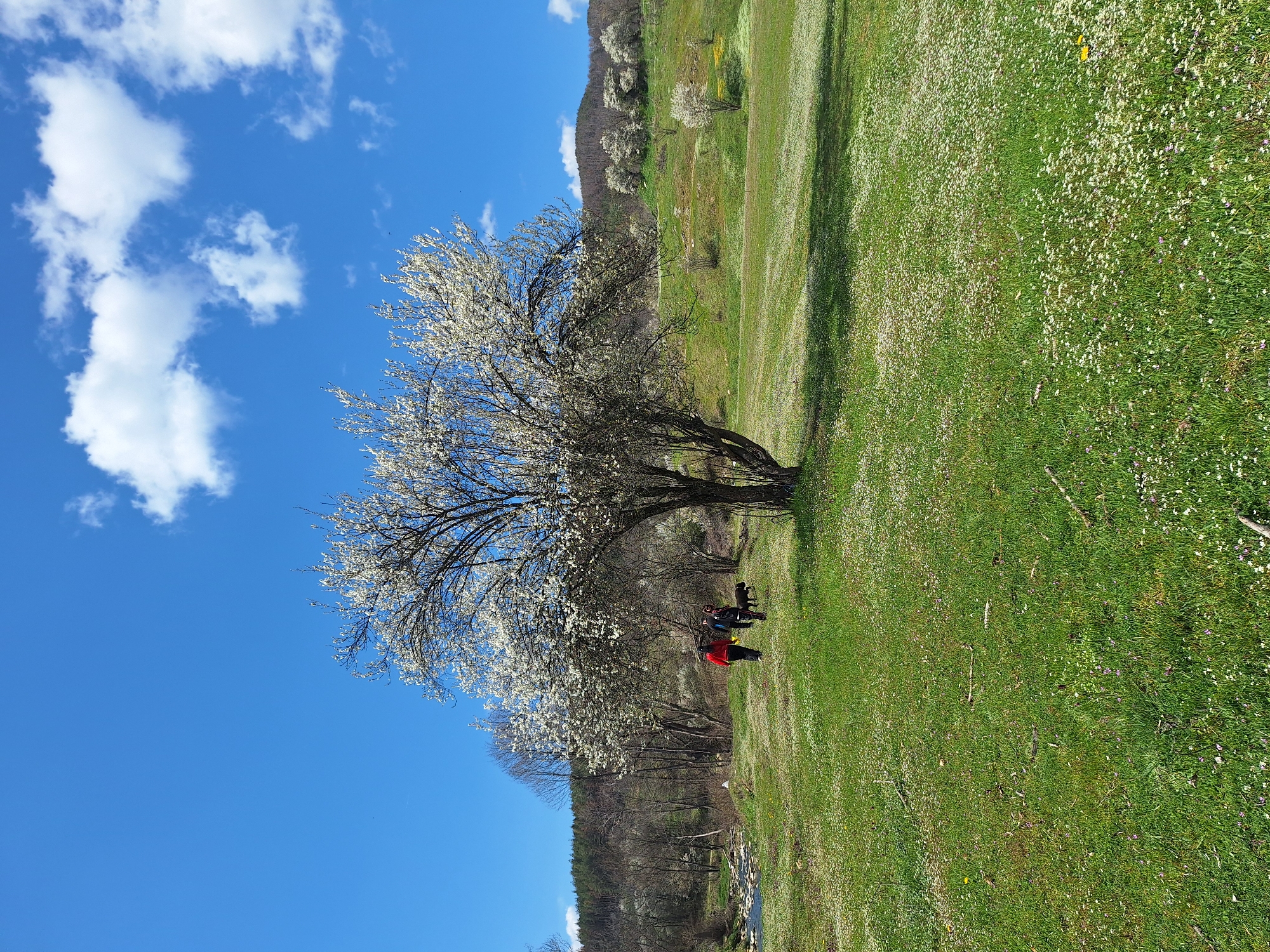 Spring gathering under blossoming tree documented in Panagyurishte, Bulgaria