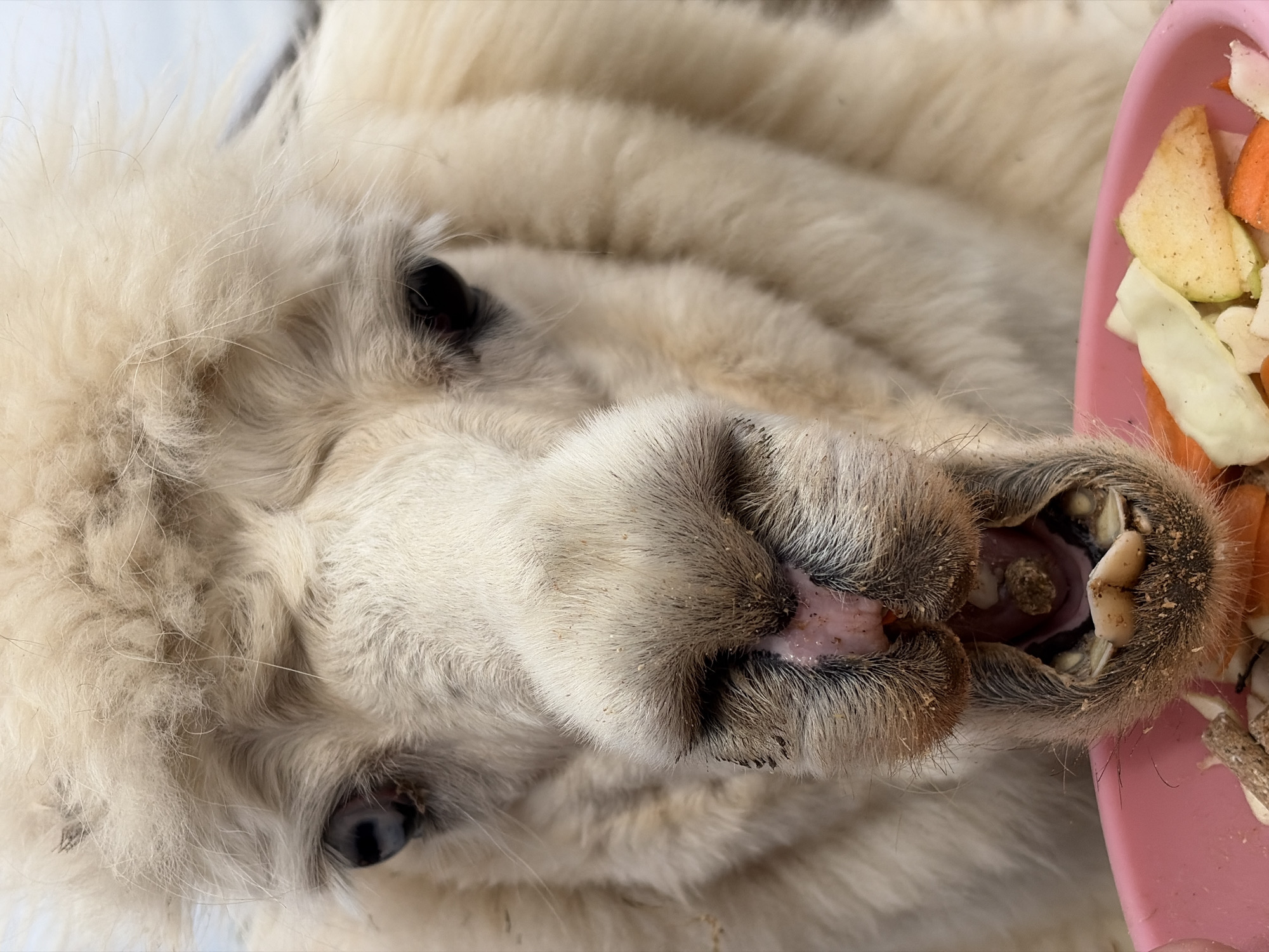 Visitor feeds and pets farm animals in Ludorvai, Russia