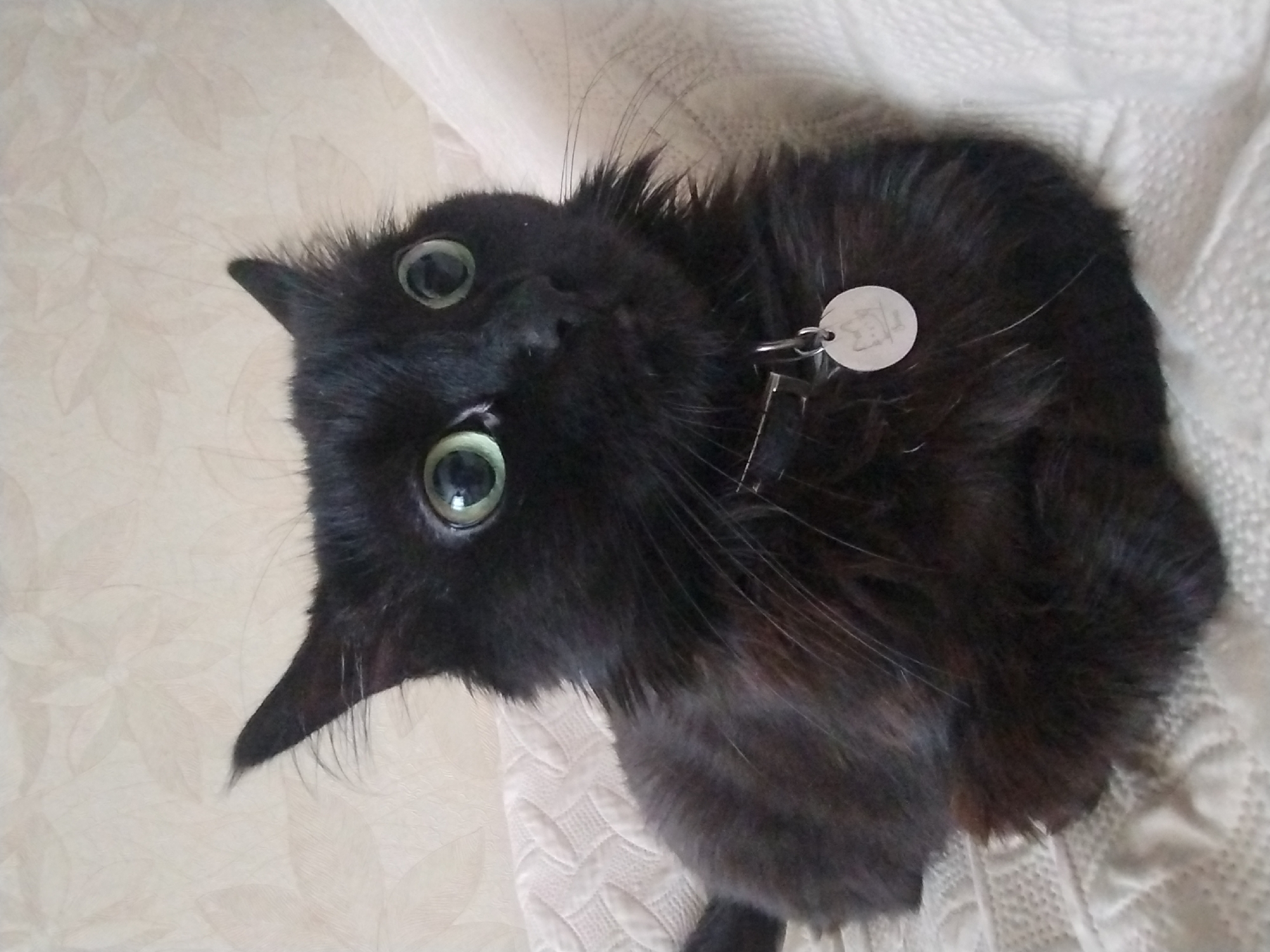 Black cat and morning coffee in a cozy home setting