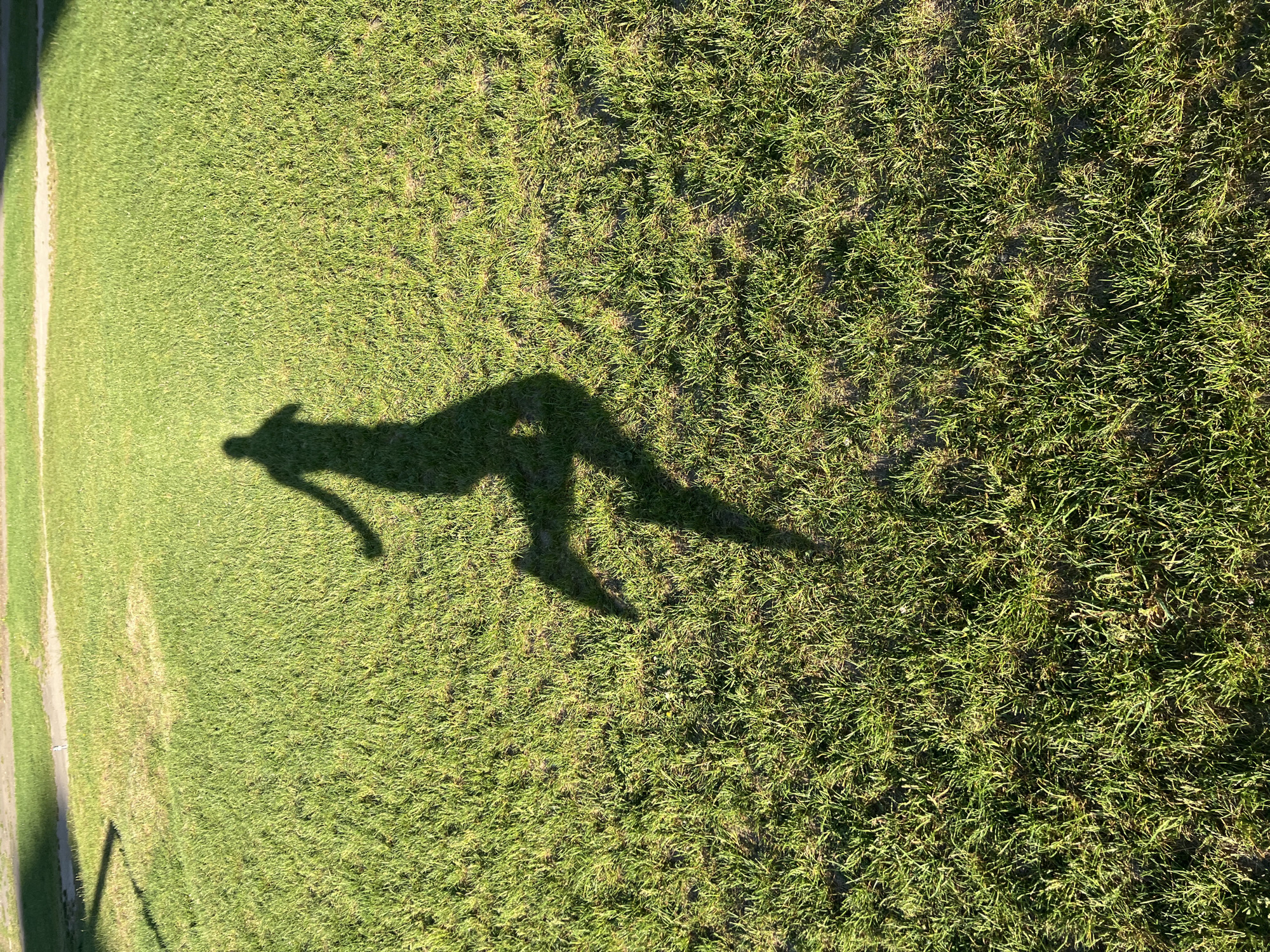Early morning jogger captured in multiple moments around Ternopil