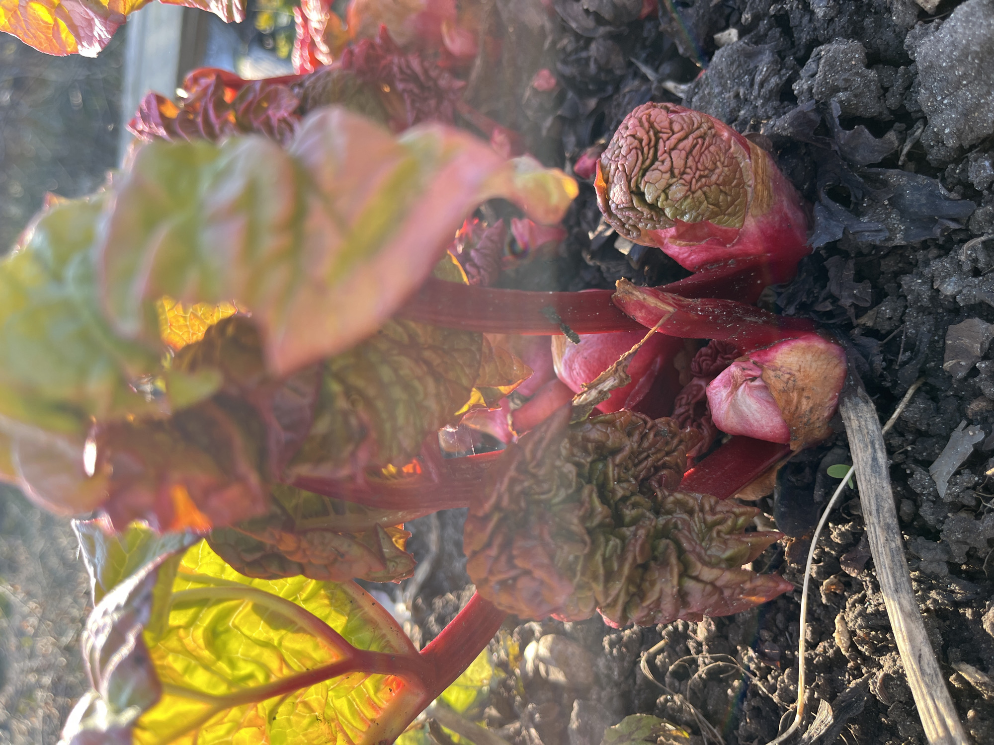 Spring gardening documented in Chaikovsky, Russia through plant photography
