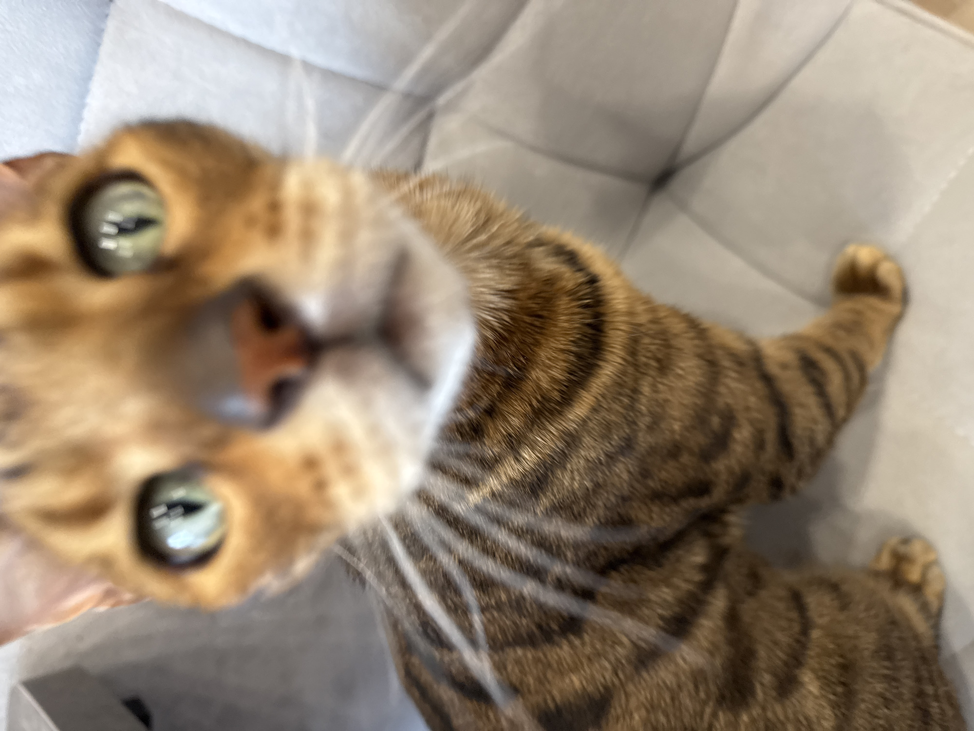 Bengal cat photographed with coffee and M&Ms setup