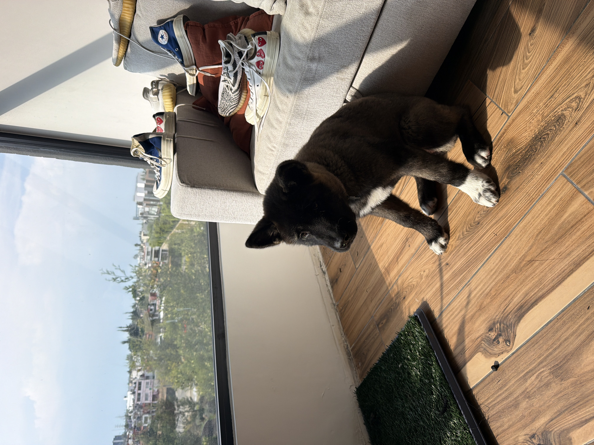 Dog rests beside sofa near city window