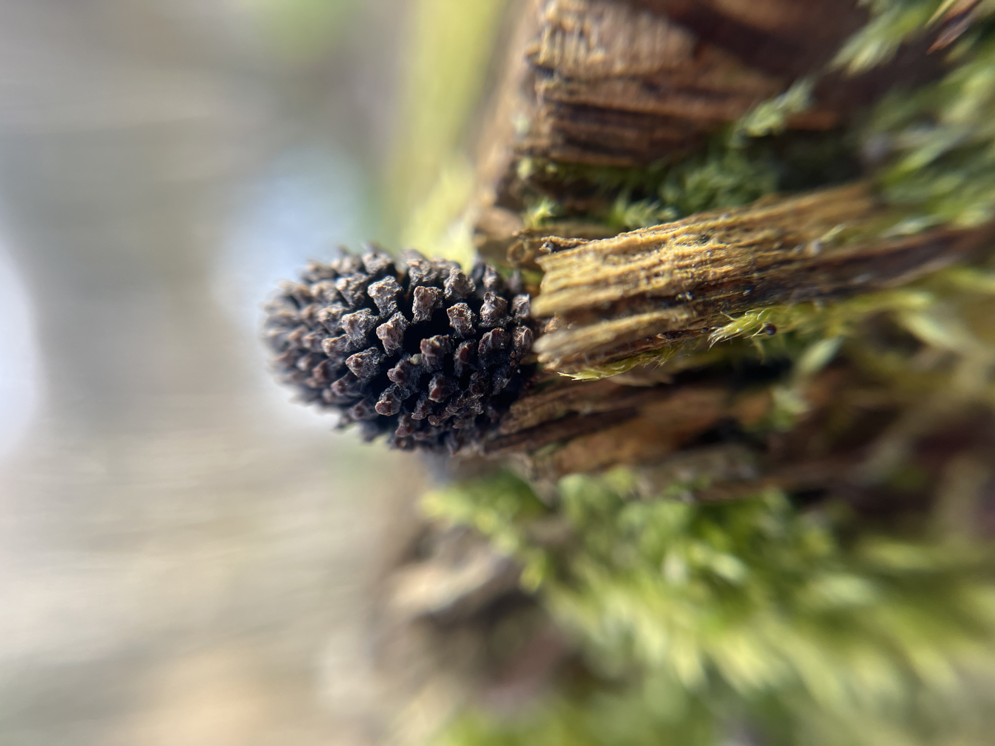 Nature photography session captures spring flora in Zhigalki, Russia