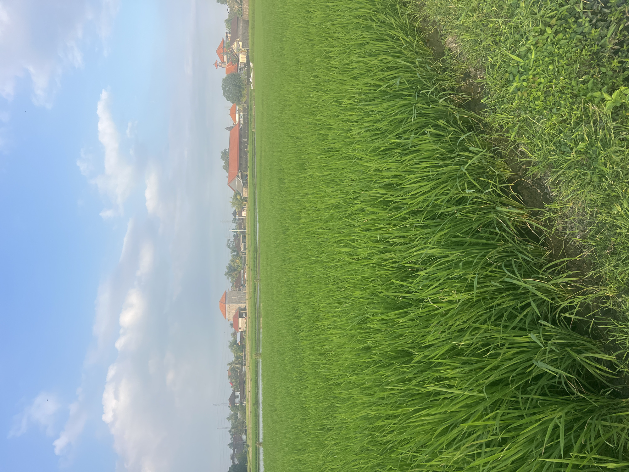 Morning in Kediri's rice paddies, dogs in tow