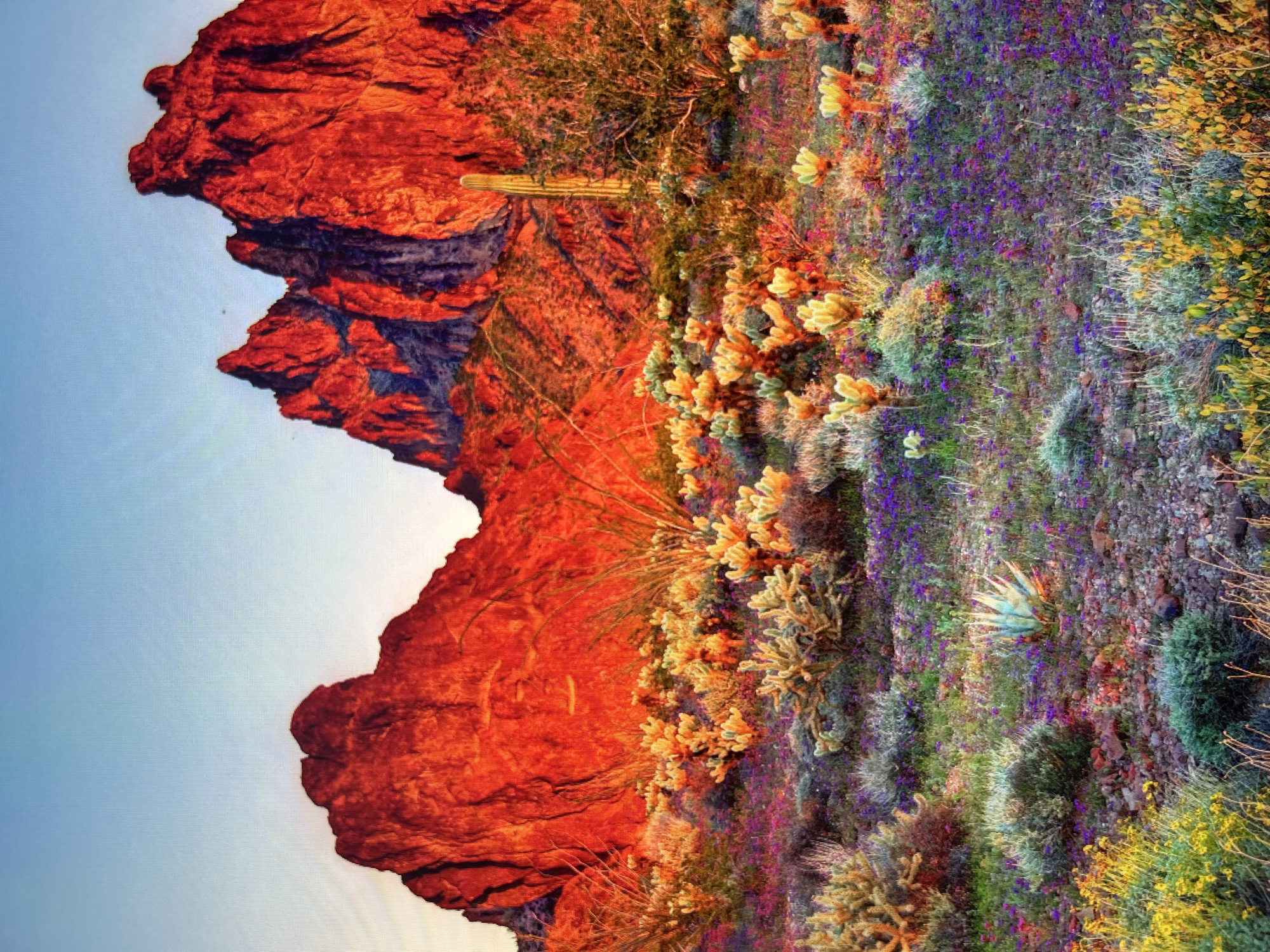 Desert landscape with red rocks, cacti documented in Malaysia