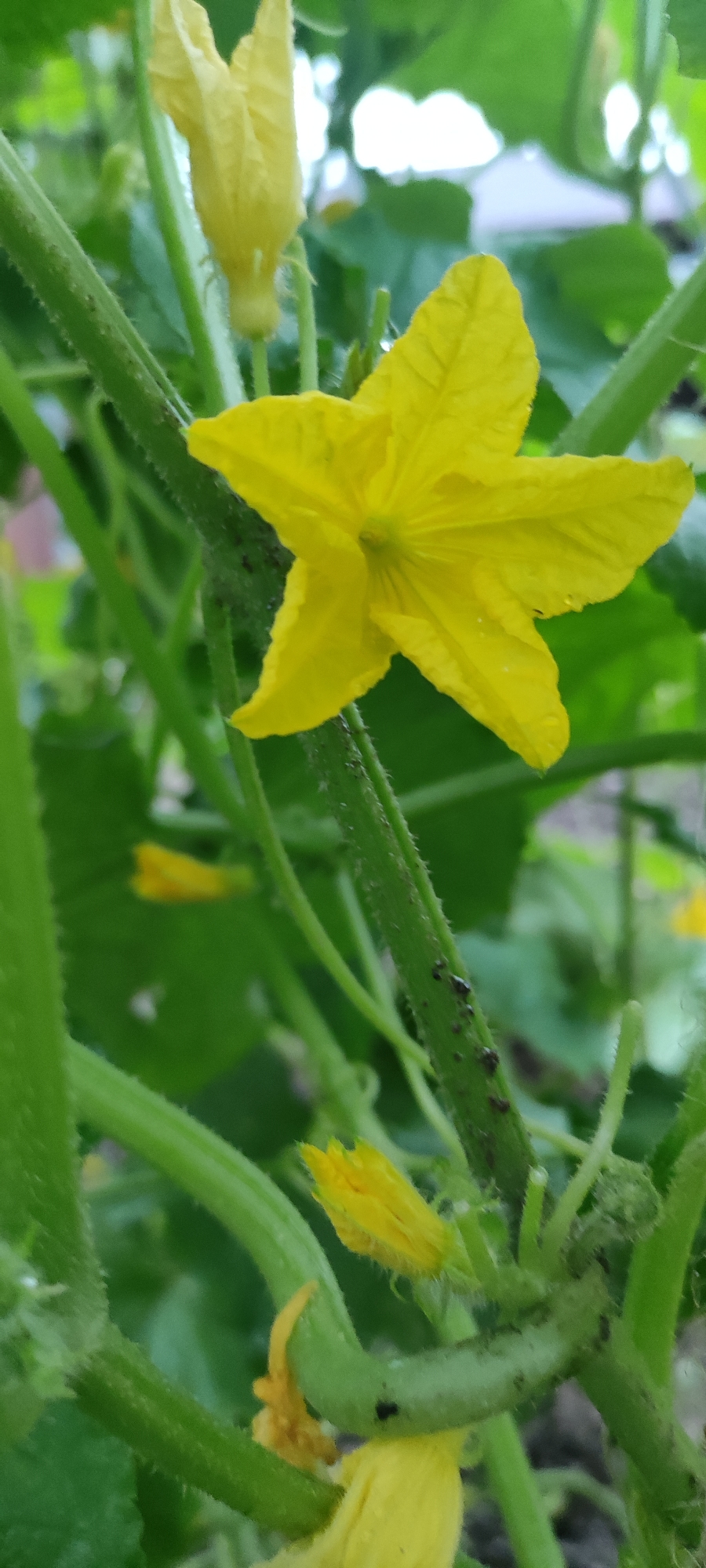 Summer dacha life: garden beds, an old well, and two cats