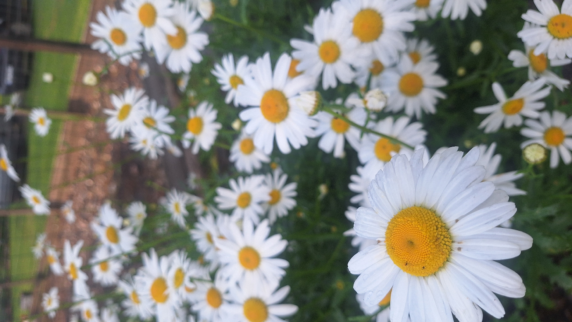 Latvian garden afternoon: puppies, blooms, and a rainbow