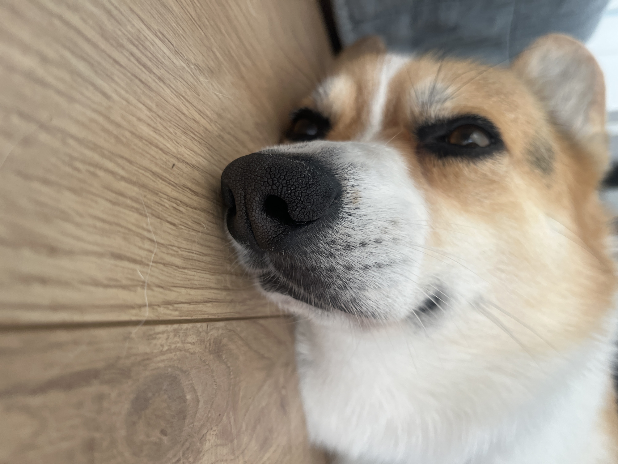 Corgi enjoys belly rubs on wooden floor in Germany