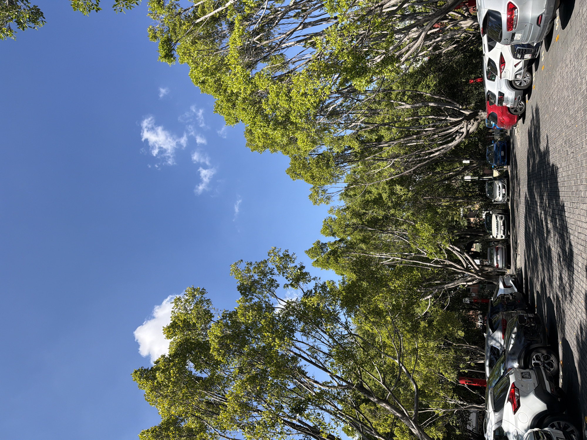 Tree-lined cobblestone street captured in Puebla, Mexico