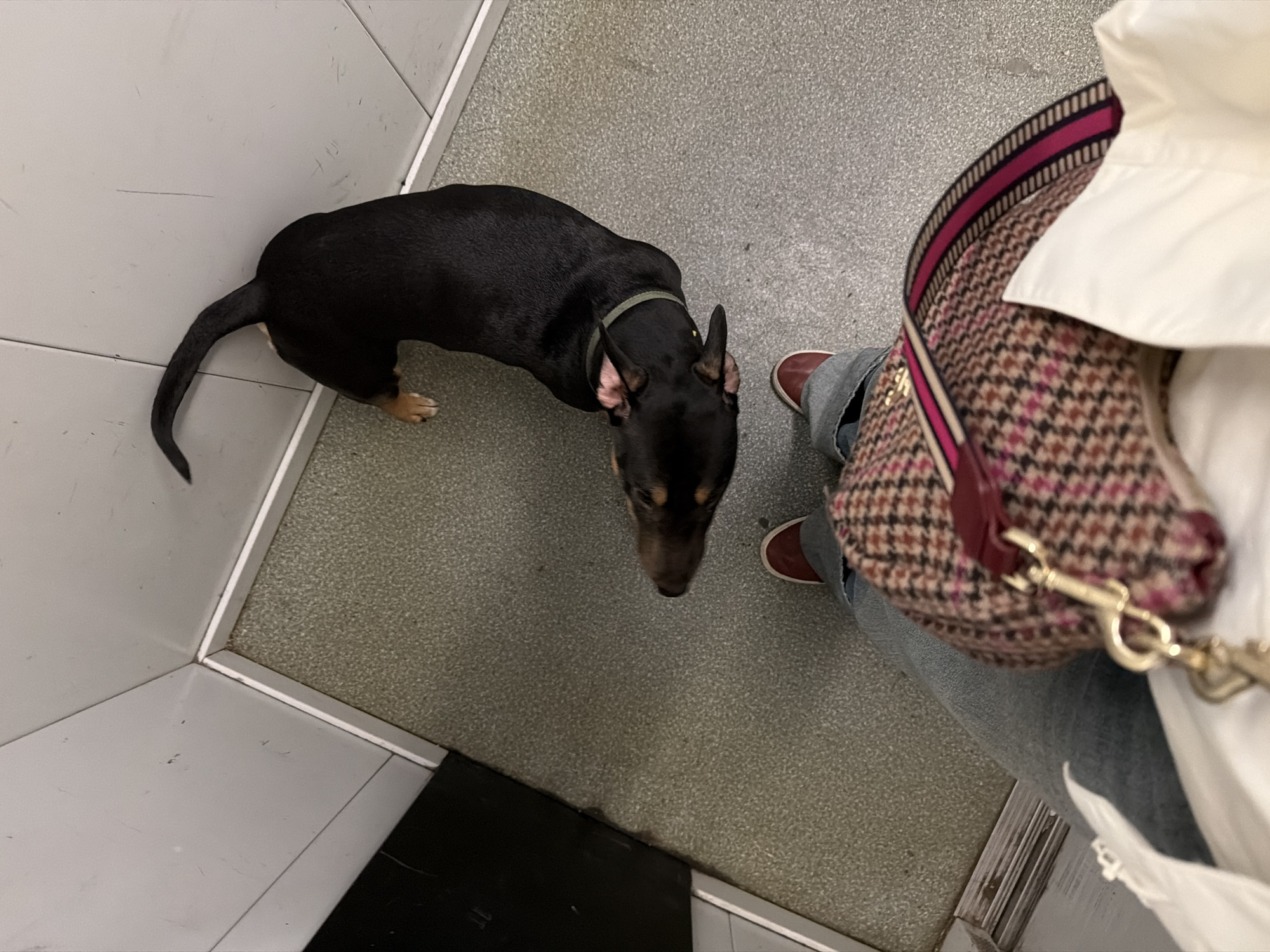 Casual moments documented in Khimki: dog, selfies, urban architecture