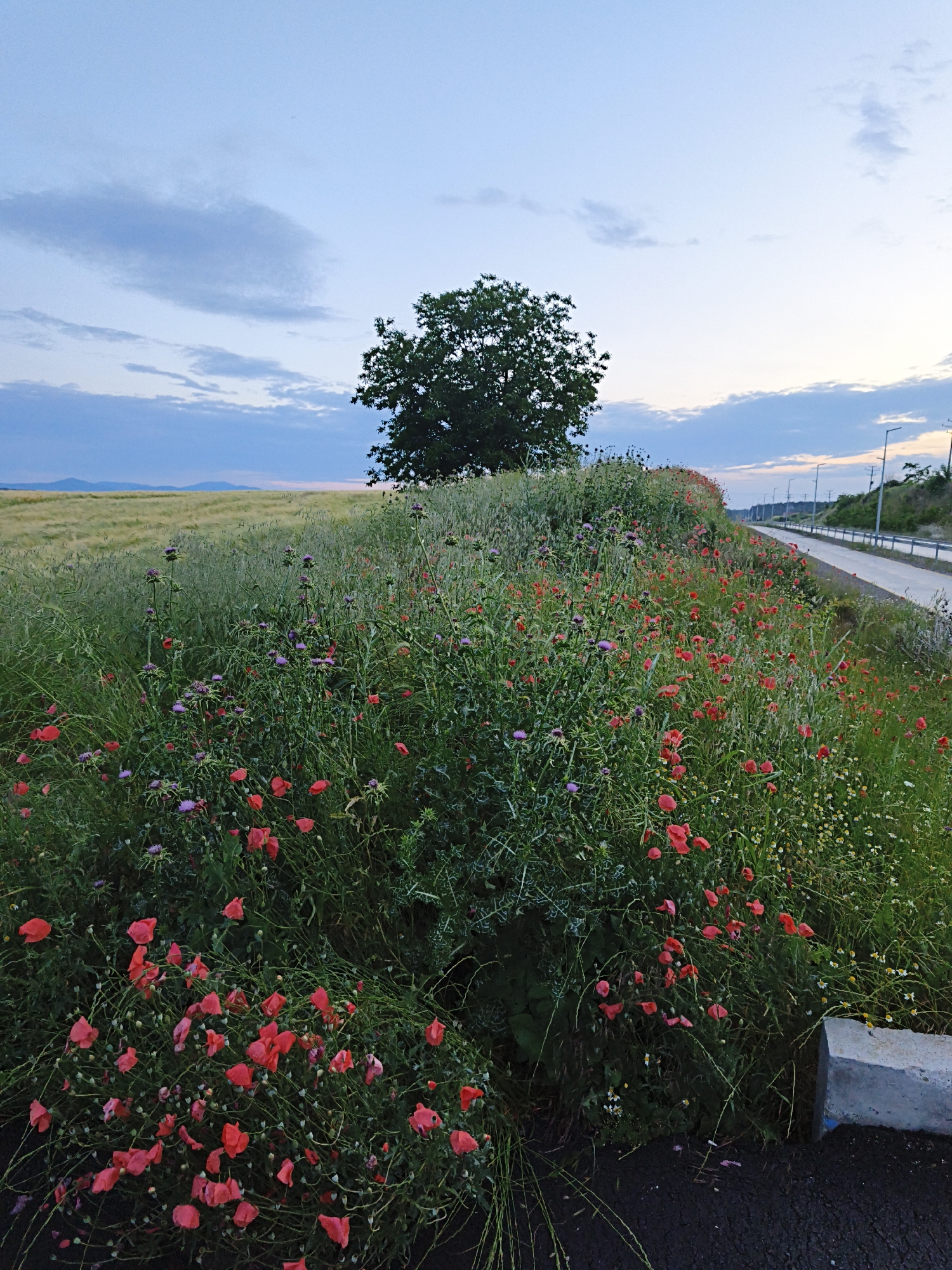 Rural wildflower landscape documented during evening hours