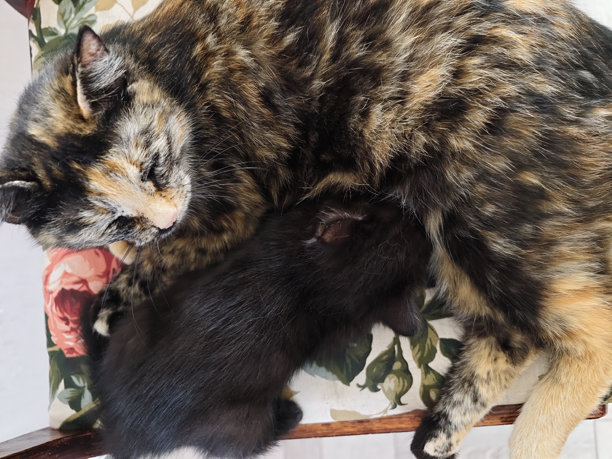 Quiet morning moments: mother cat, kitten, woman and baby