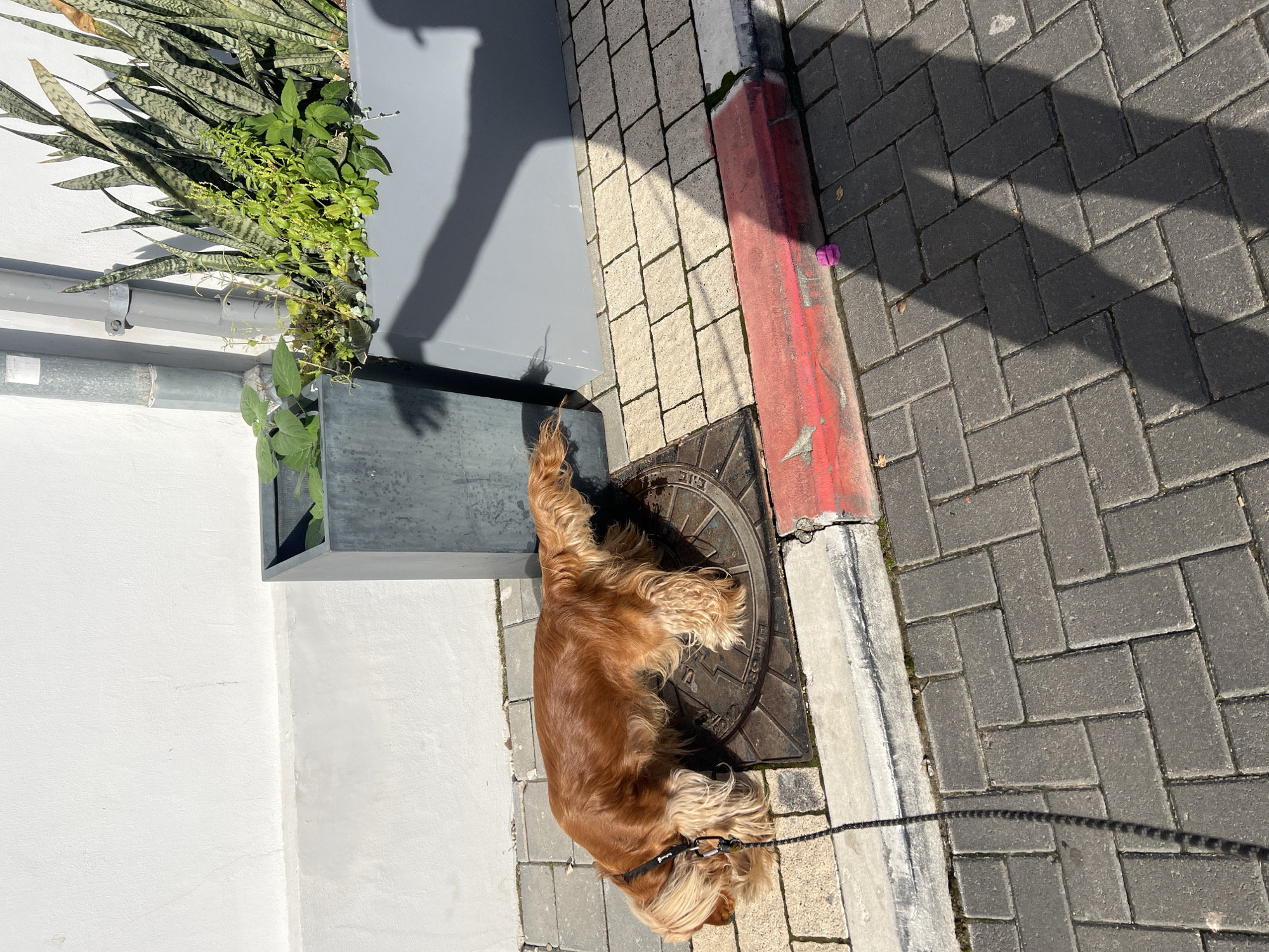 Morning street scenes in Tel Aviv feature dog, weathered architecture
