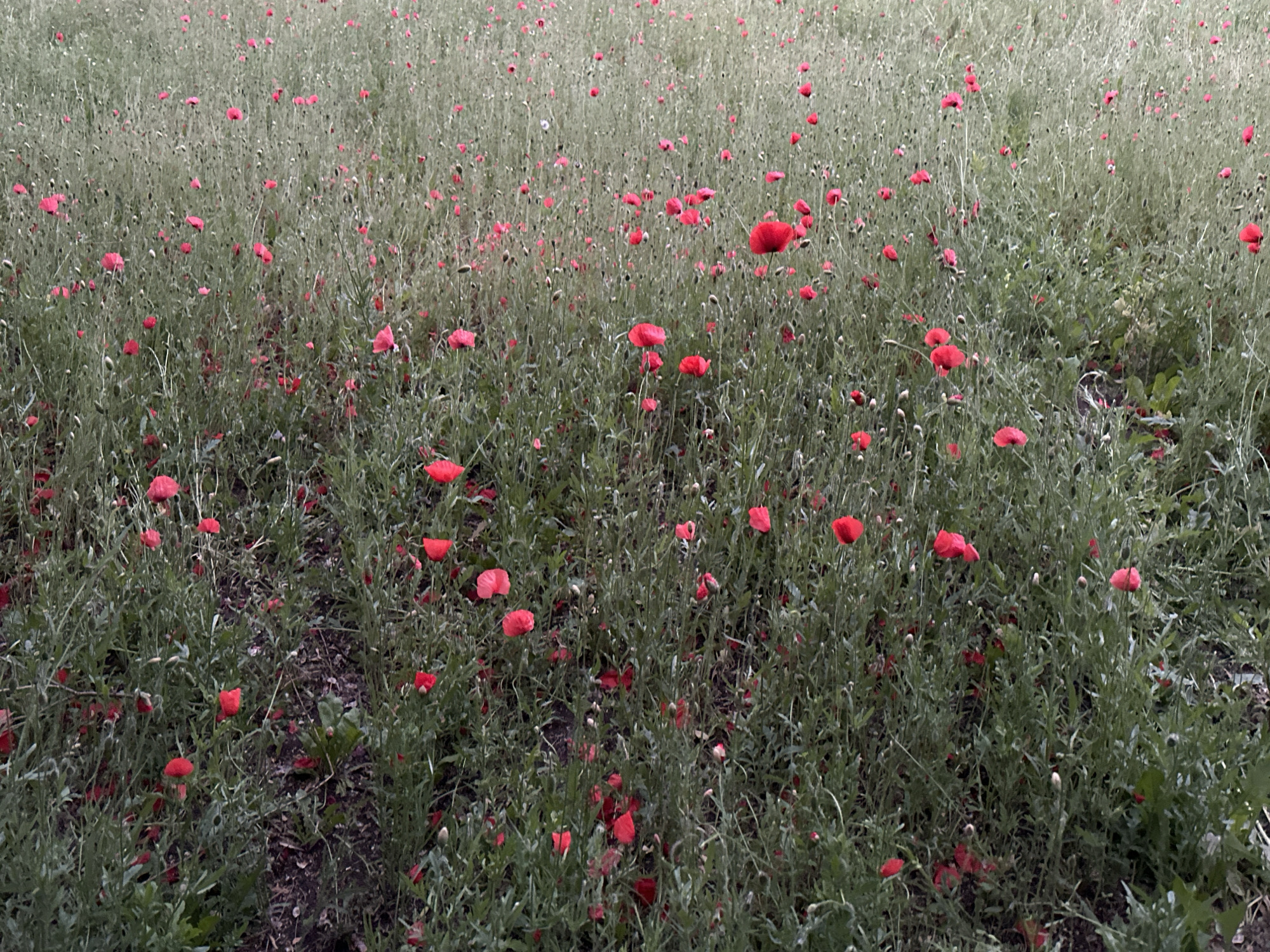Poppies, beaches, and a Bolt bike along the Tallinn waterfront