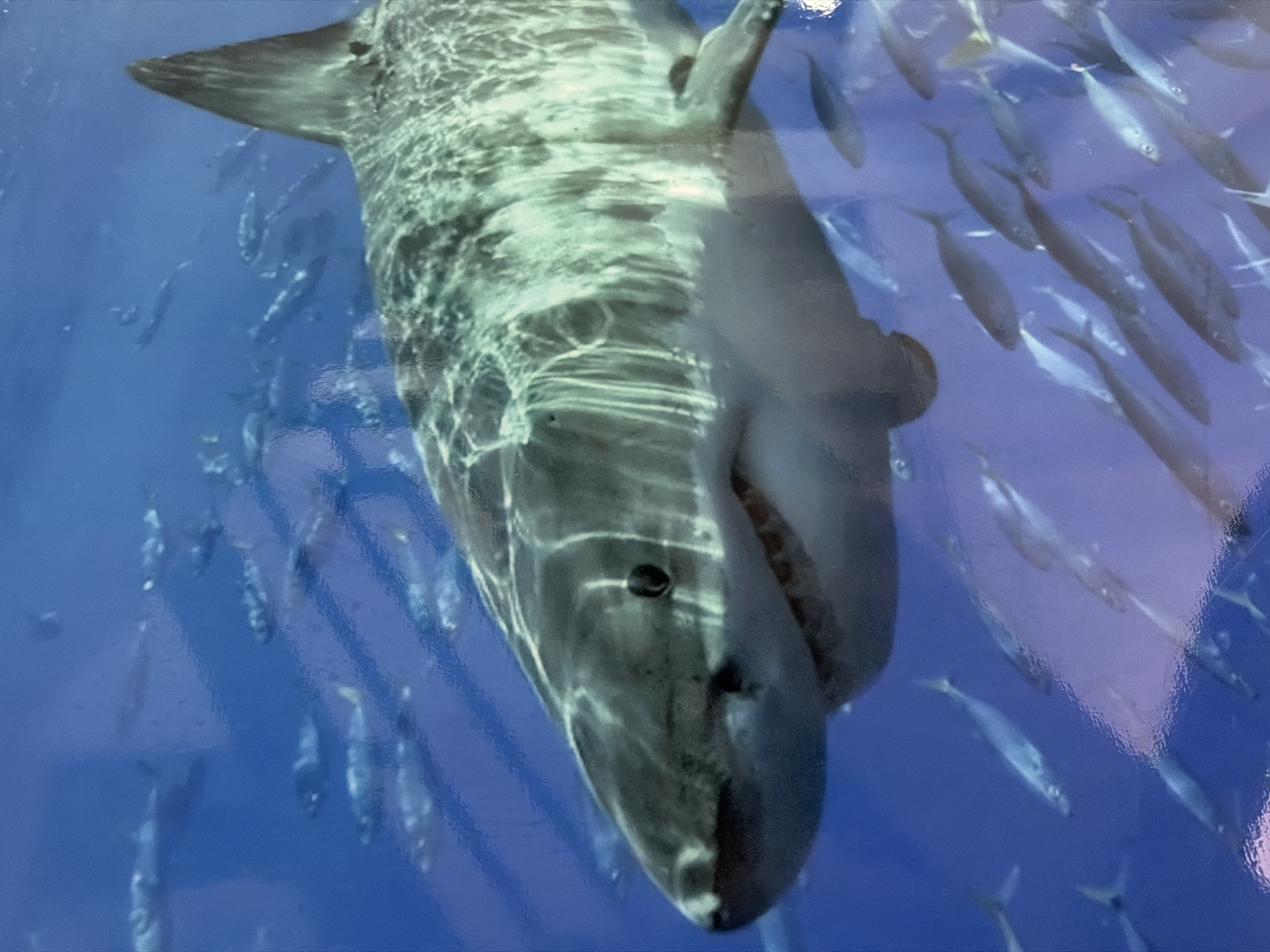 Marine life exhibition draws early morning visitors in Davao