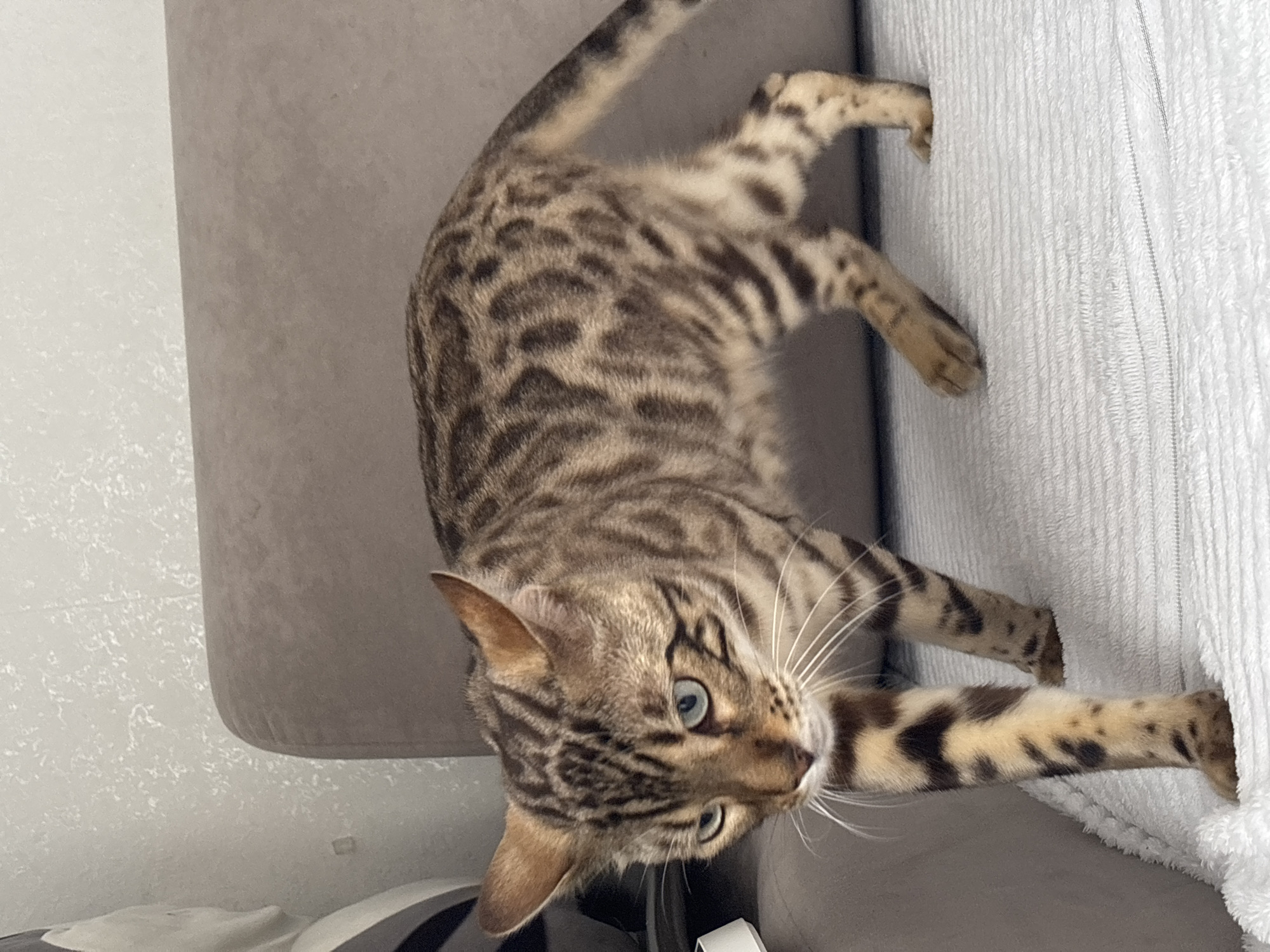 Bengal cat roams a Russian home, skateboard included