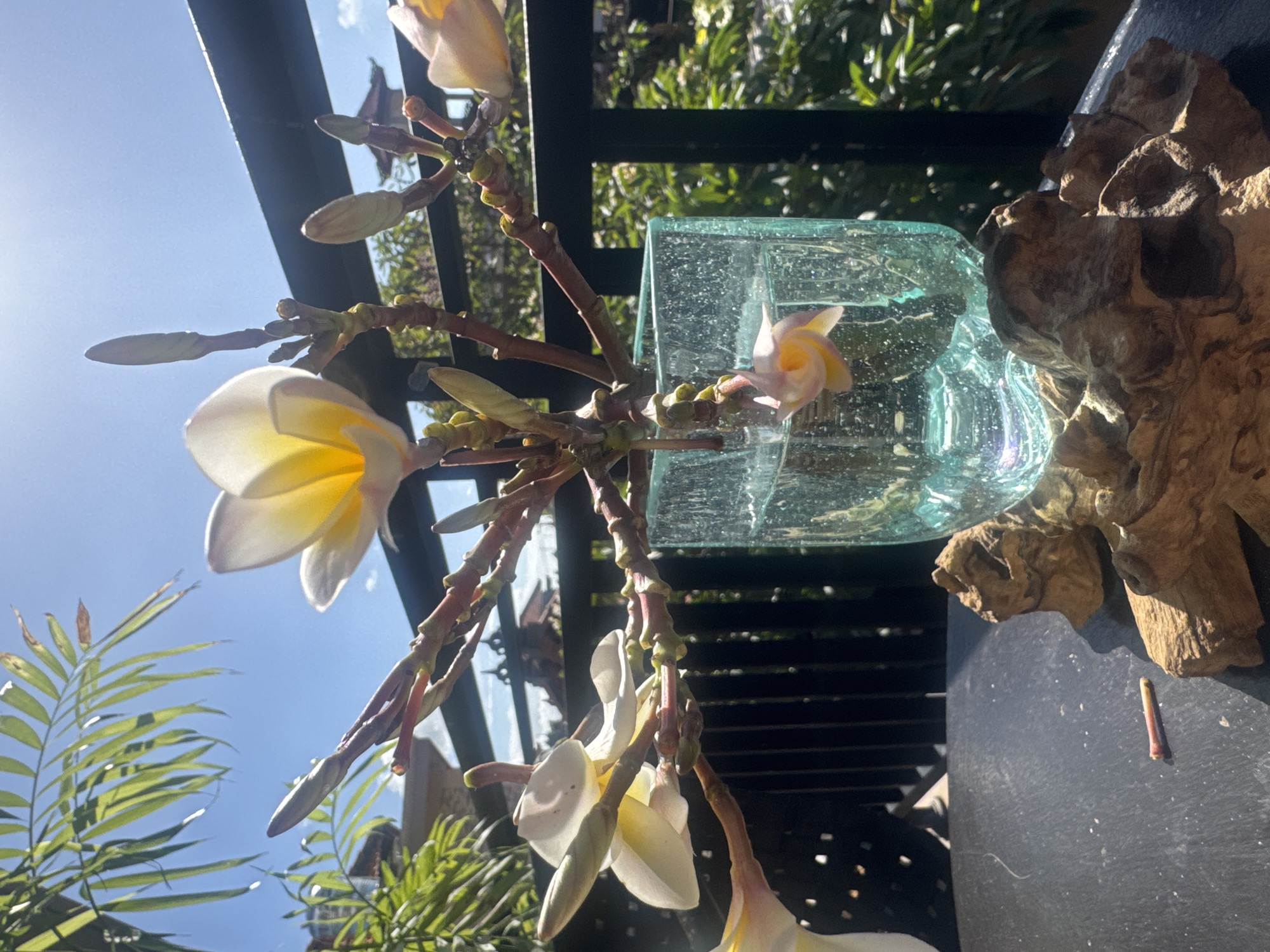 Plumeria flowers bloom in glass vase in Kuta