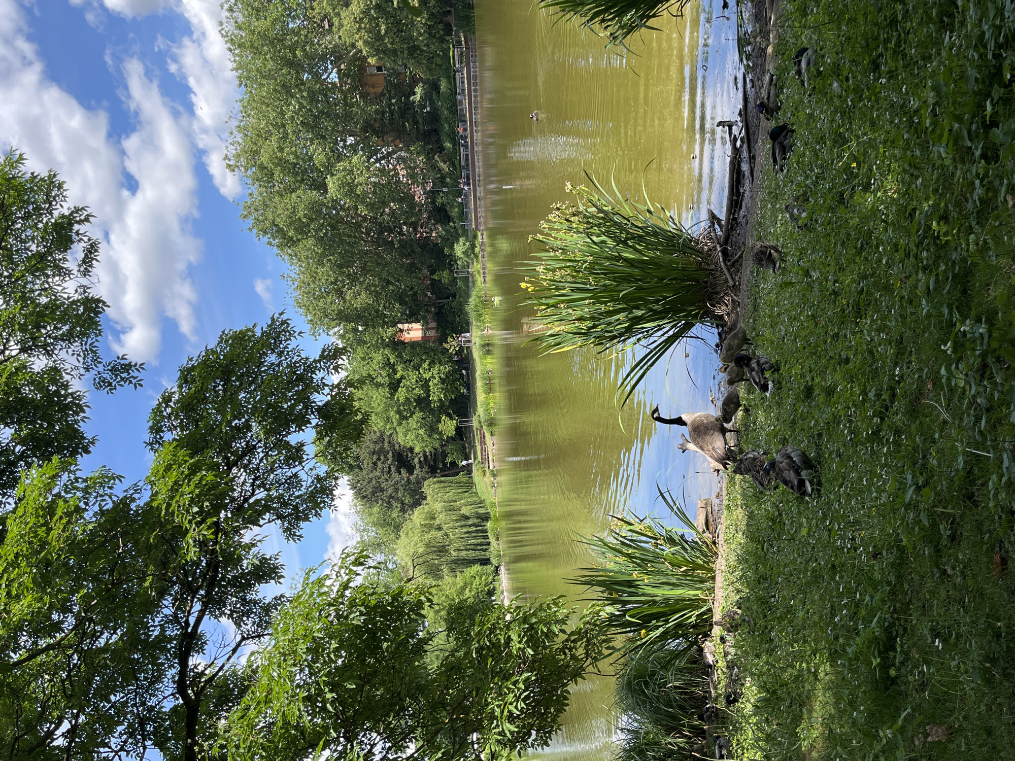 Canada goose family spotted at Landau pond