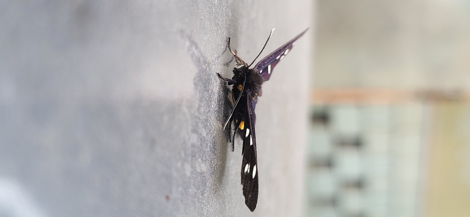 Moths, butterflies, and a large dog in Tetianivka