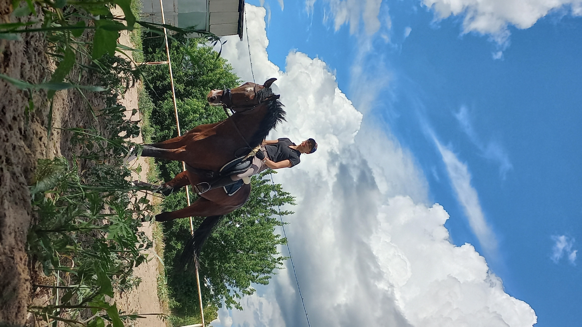 Horse training session in a Kharkiv outdoor sand arena