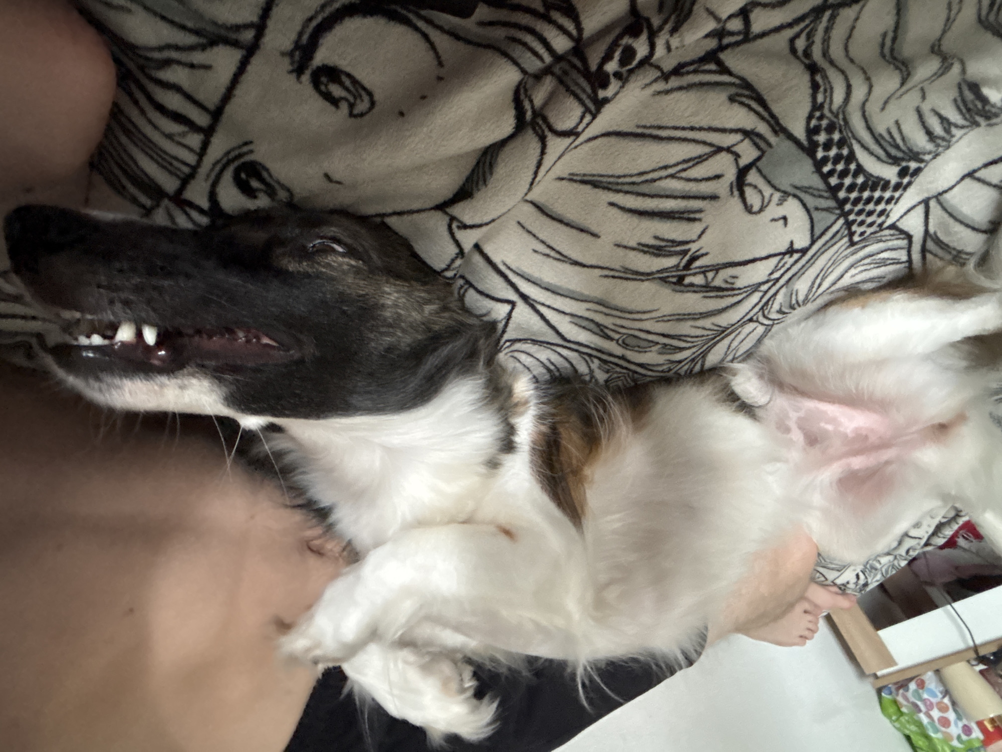 Dog belly-up on a blanket, living its best life