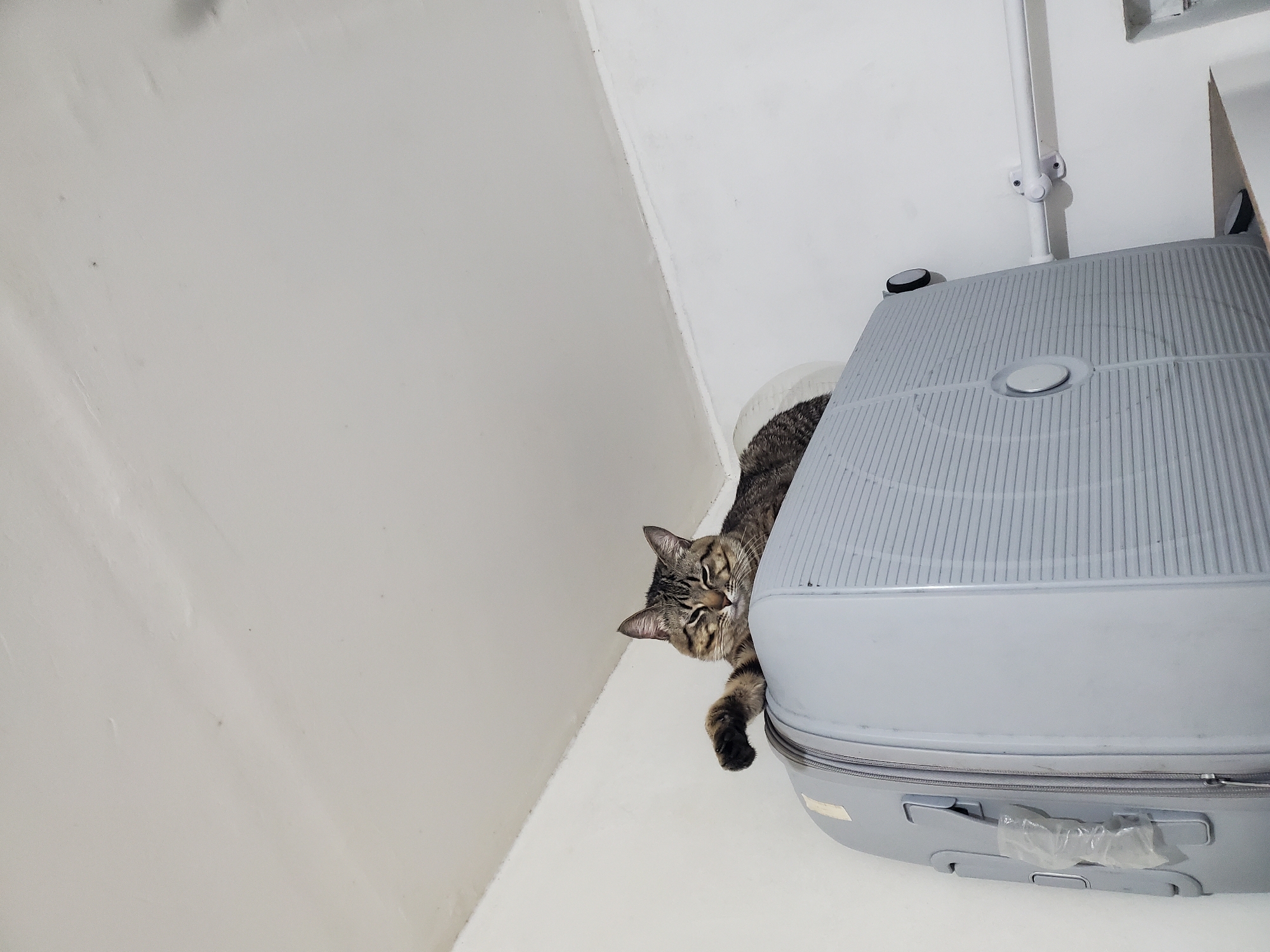Curious tabby cat photographed around suitcase in Curitiba home