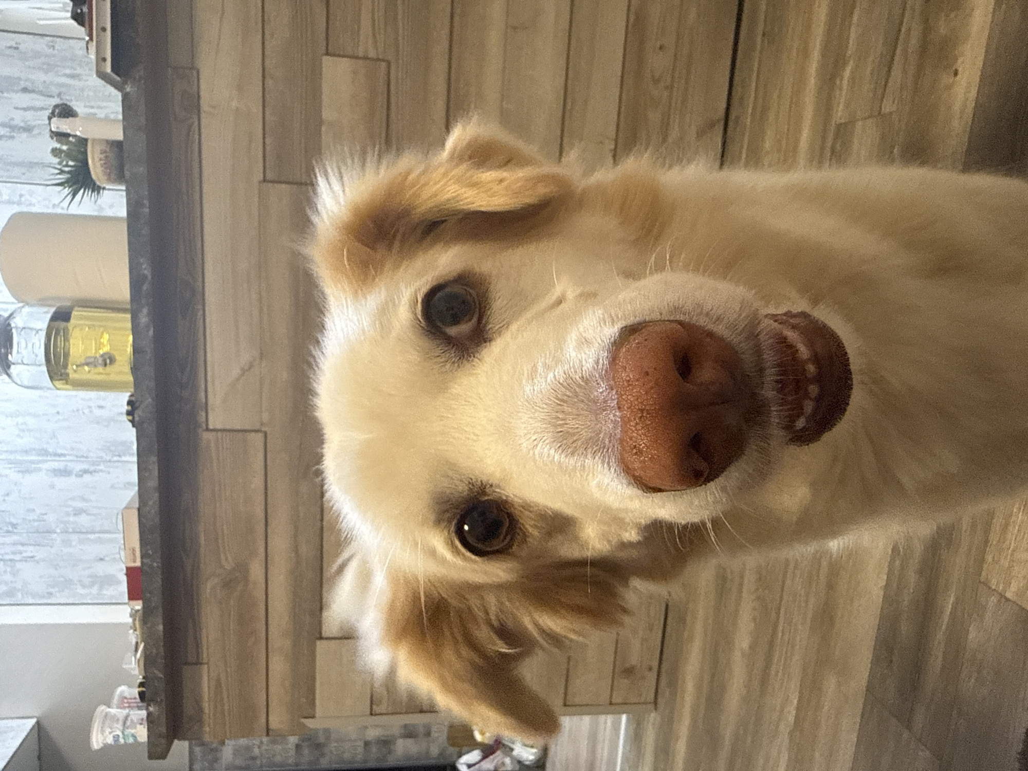 Dog photographed indoors in Varna, Bulgaria
