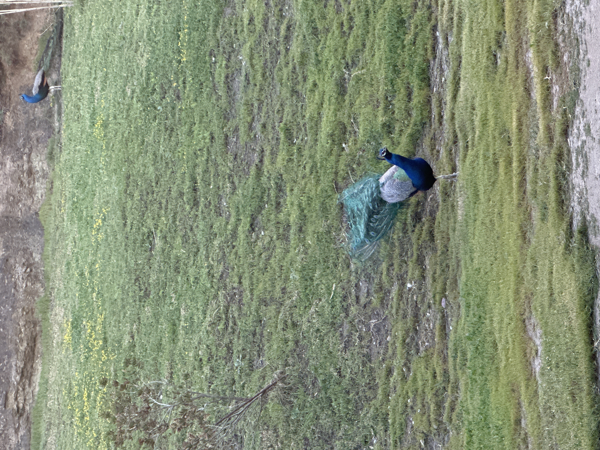 Peacocks spotted in natural area in Faliraki, Greece