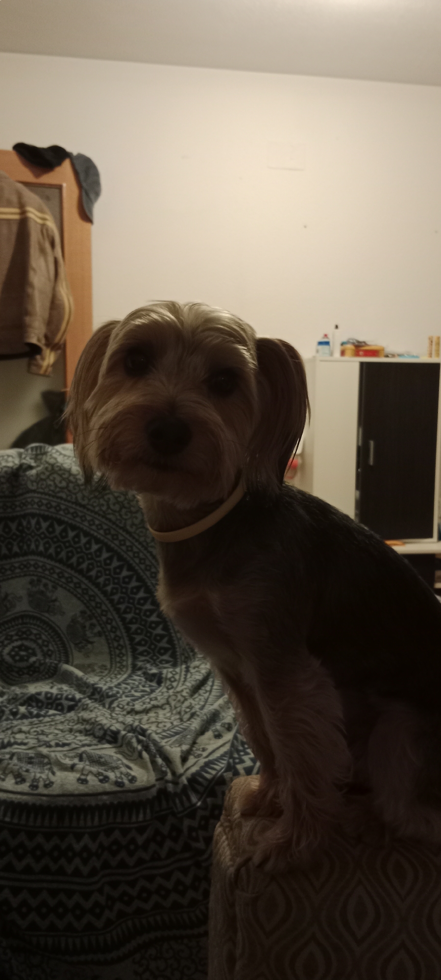 Yorkshire Terrier chills around a Galapagar home one evening