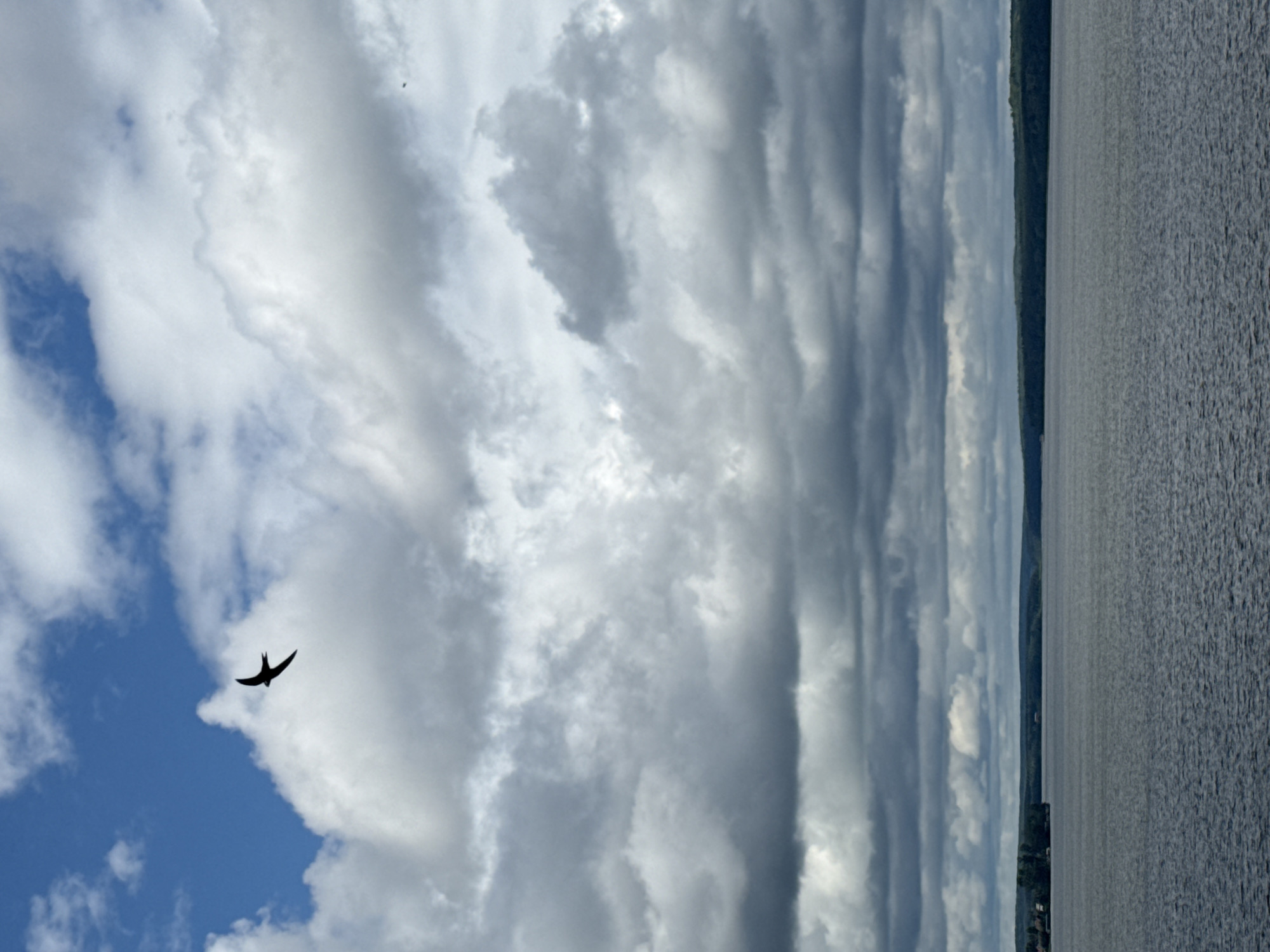 Birds in flight over Votkinsk Pond on an overcast morning