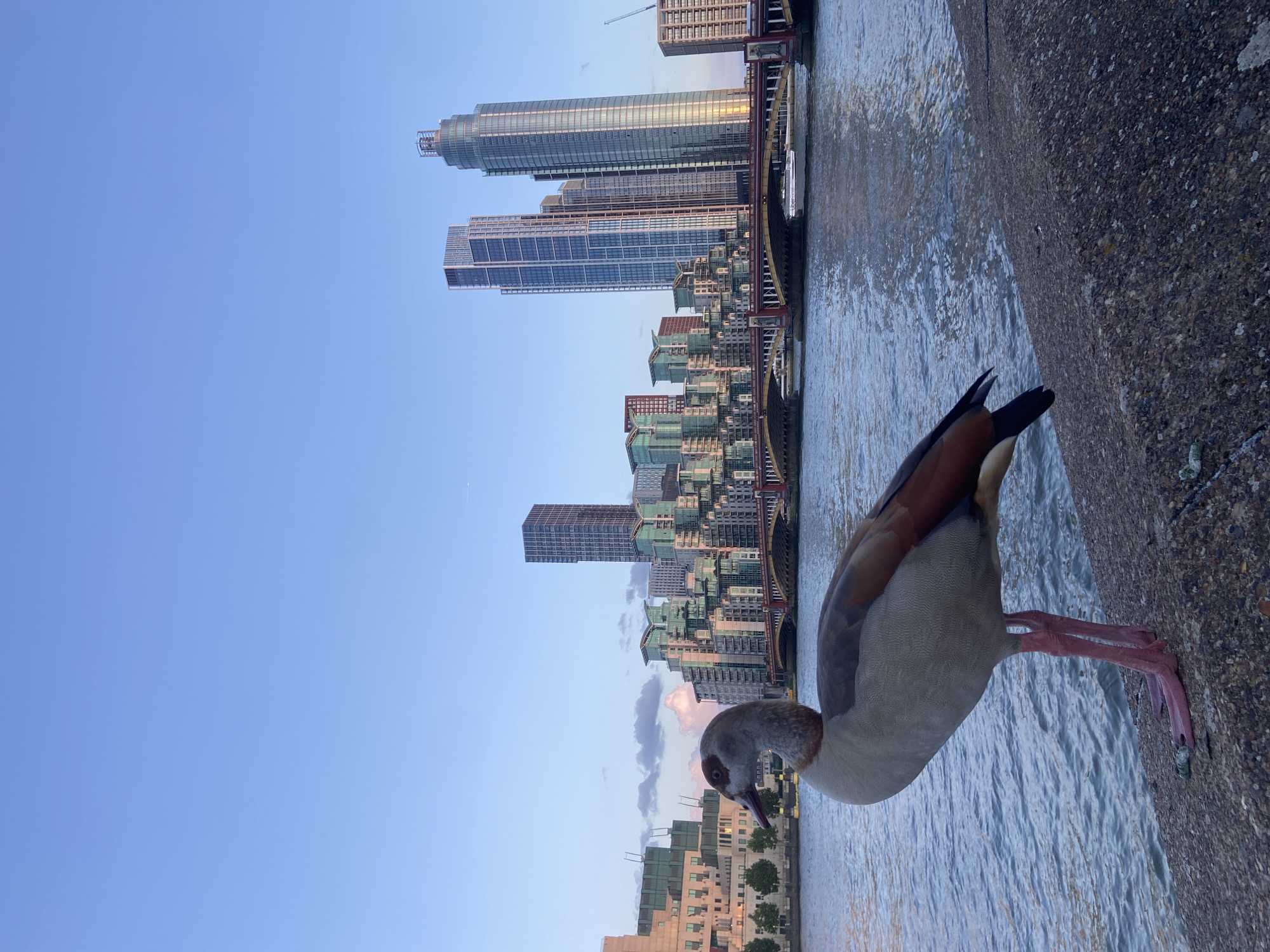 Waterfowl gather on Thames embankment in central London