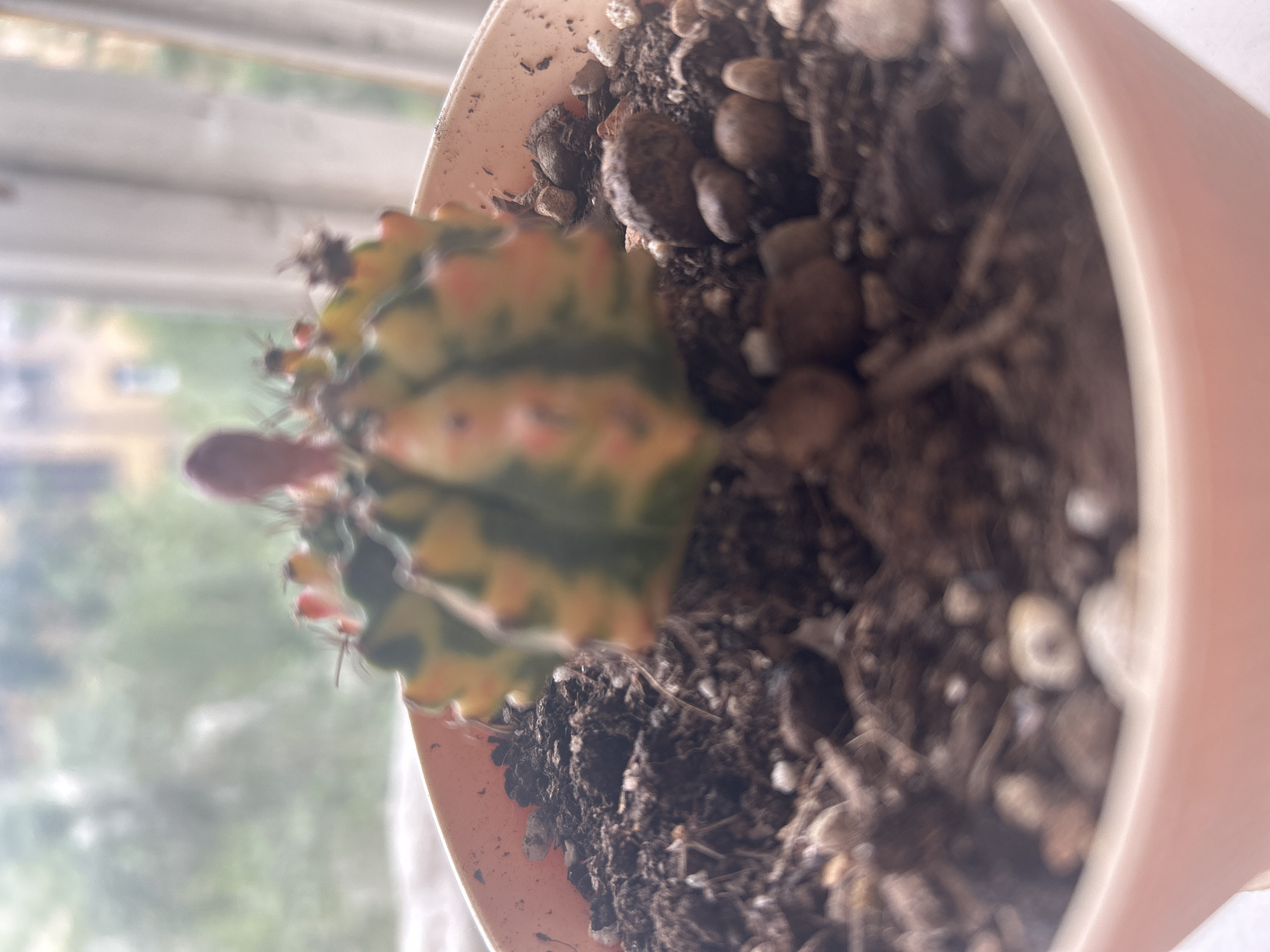 Moscow resident documents diverse plant collection during morning hours