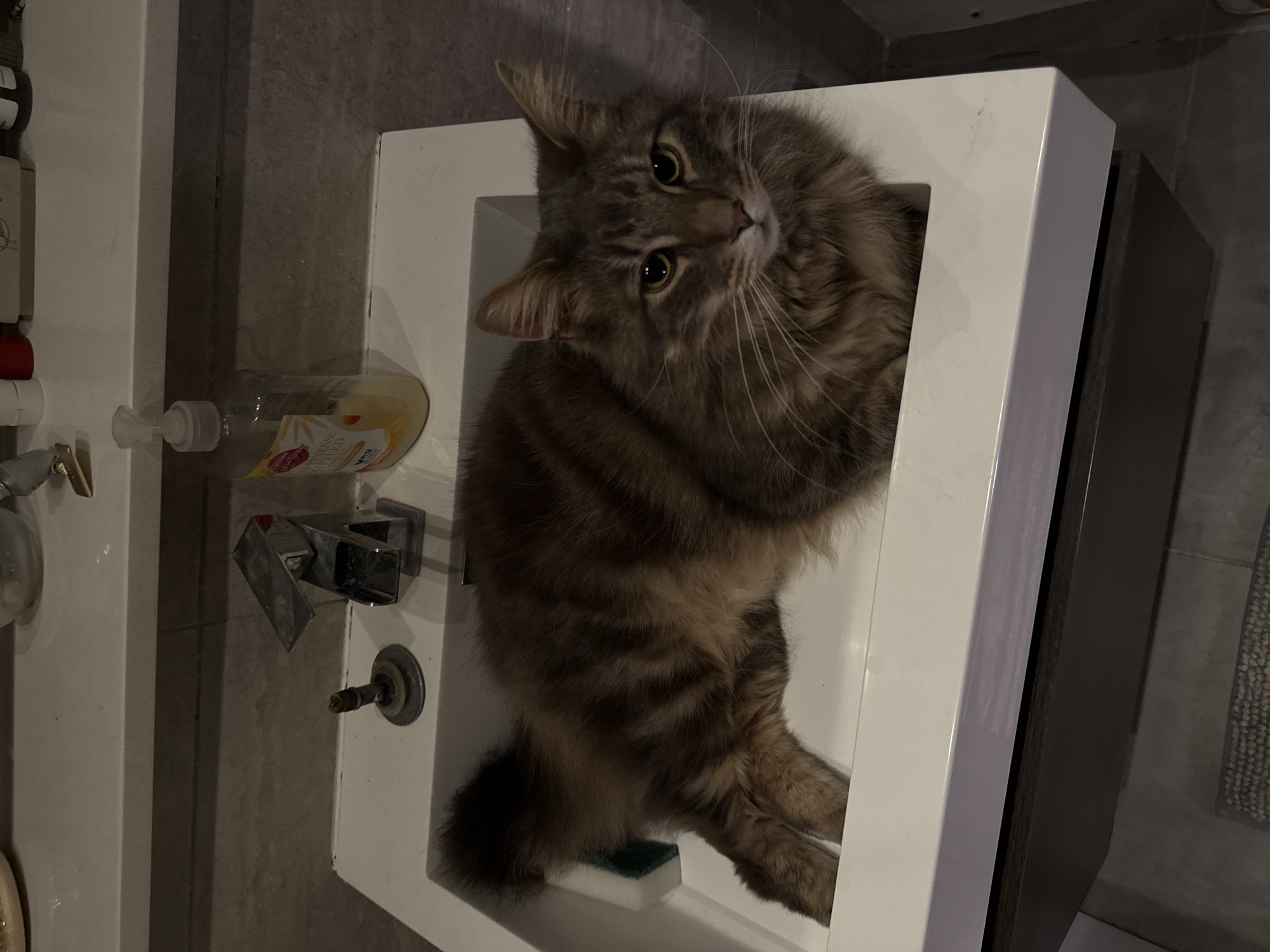 Tabby cat explores London bathroom sink and cabinet