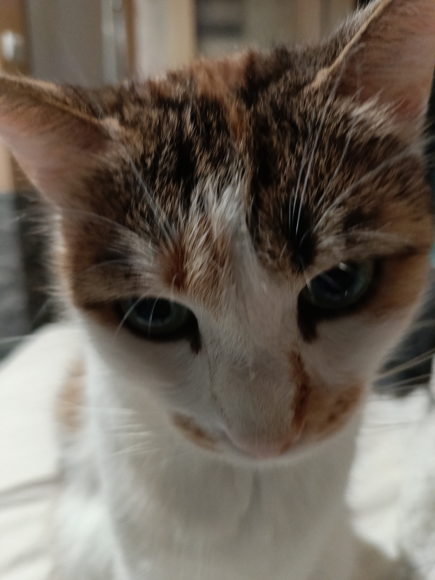 Calico cat lounging session in Varna apartment