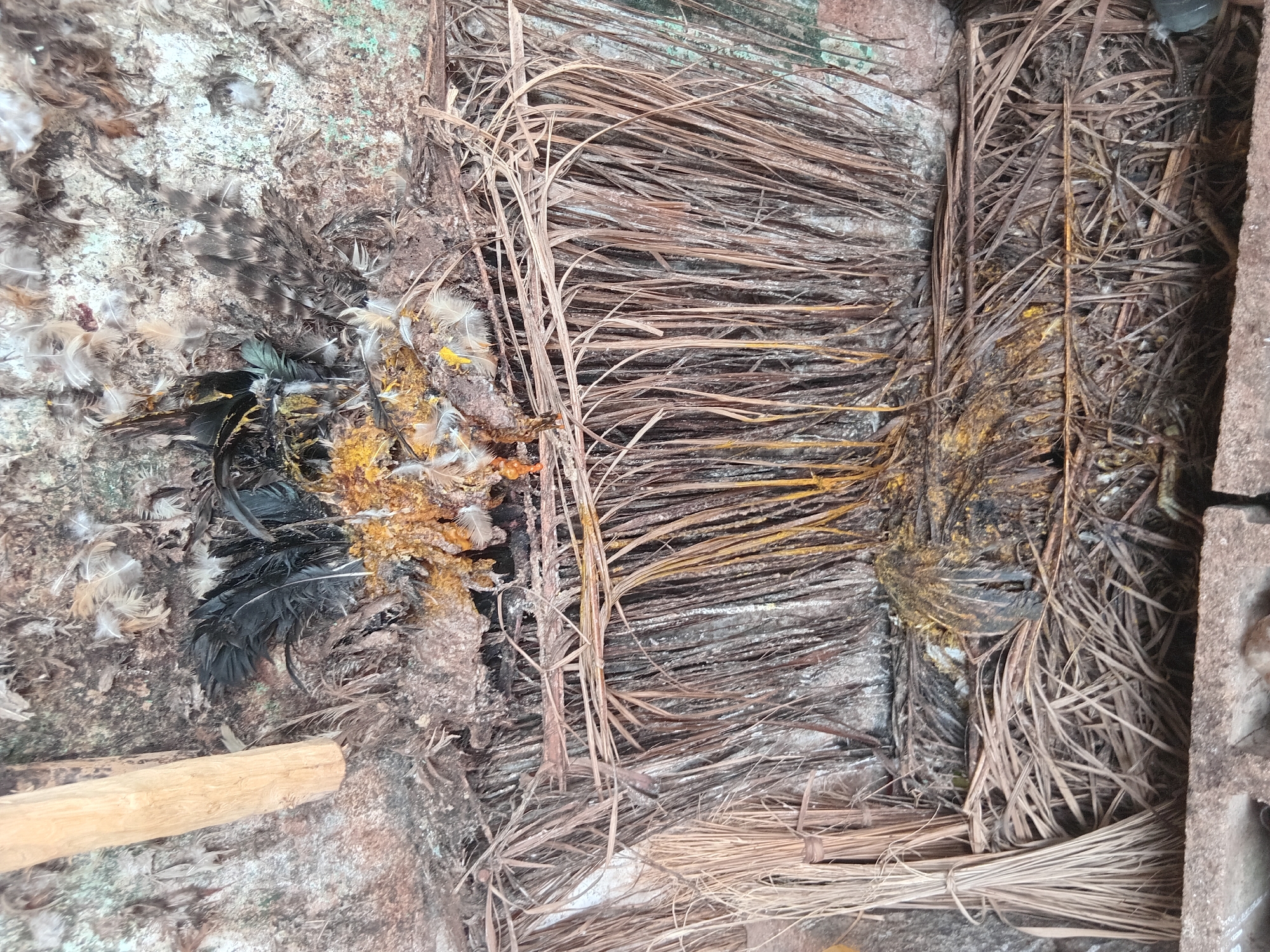 Traditional shrine documented by witness in Shagamu, Nigeria