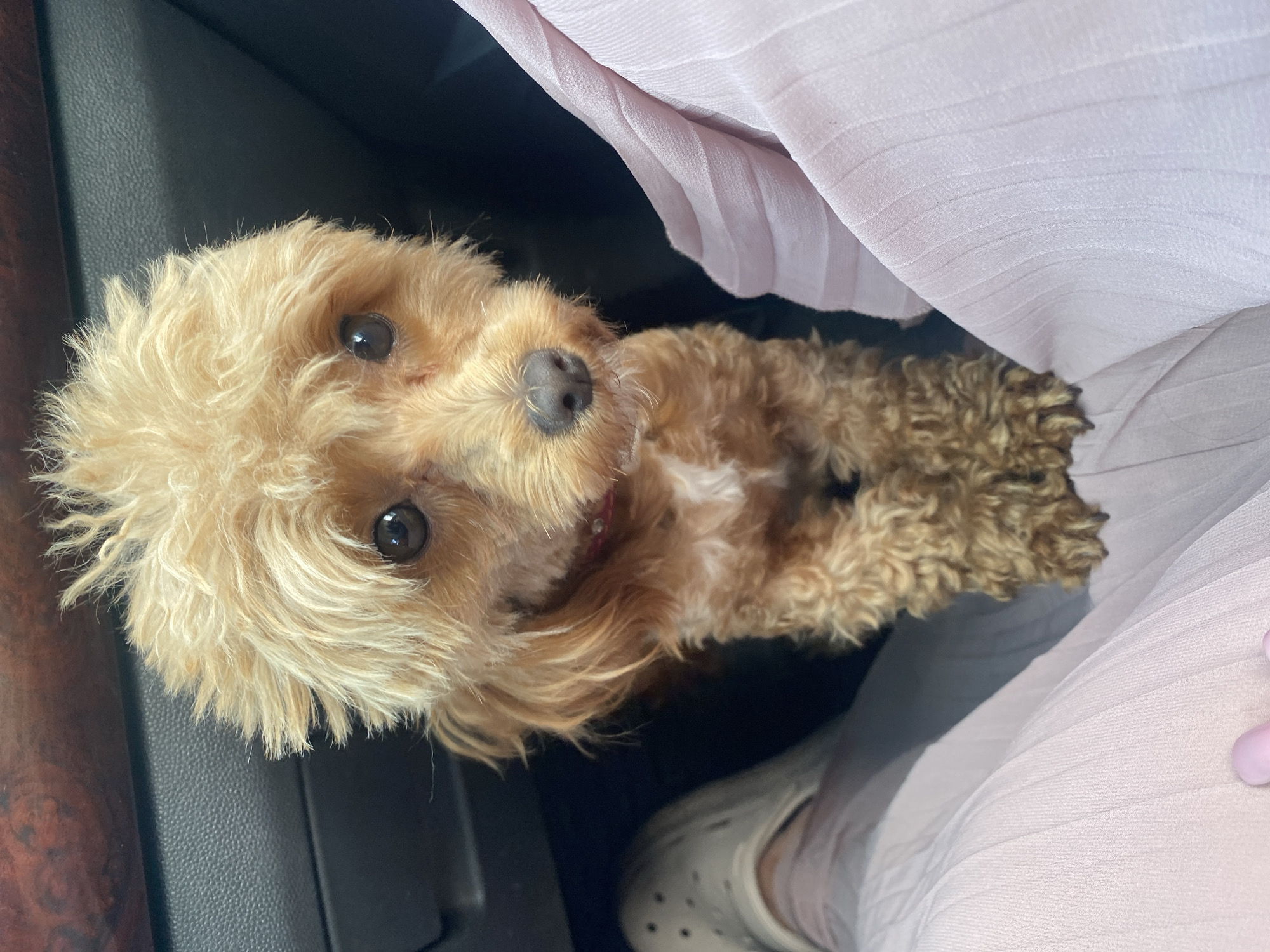 Curly poodle mix riding along in a vehicle in Ukraine