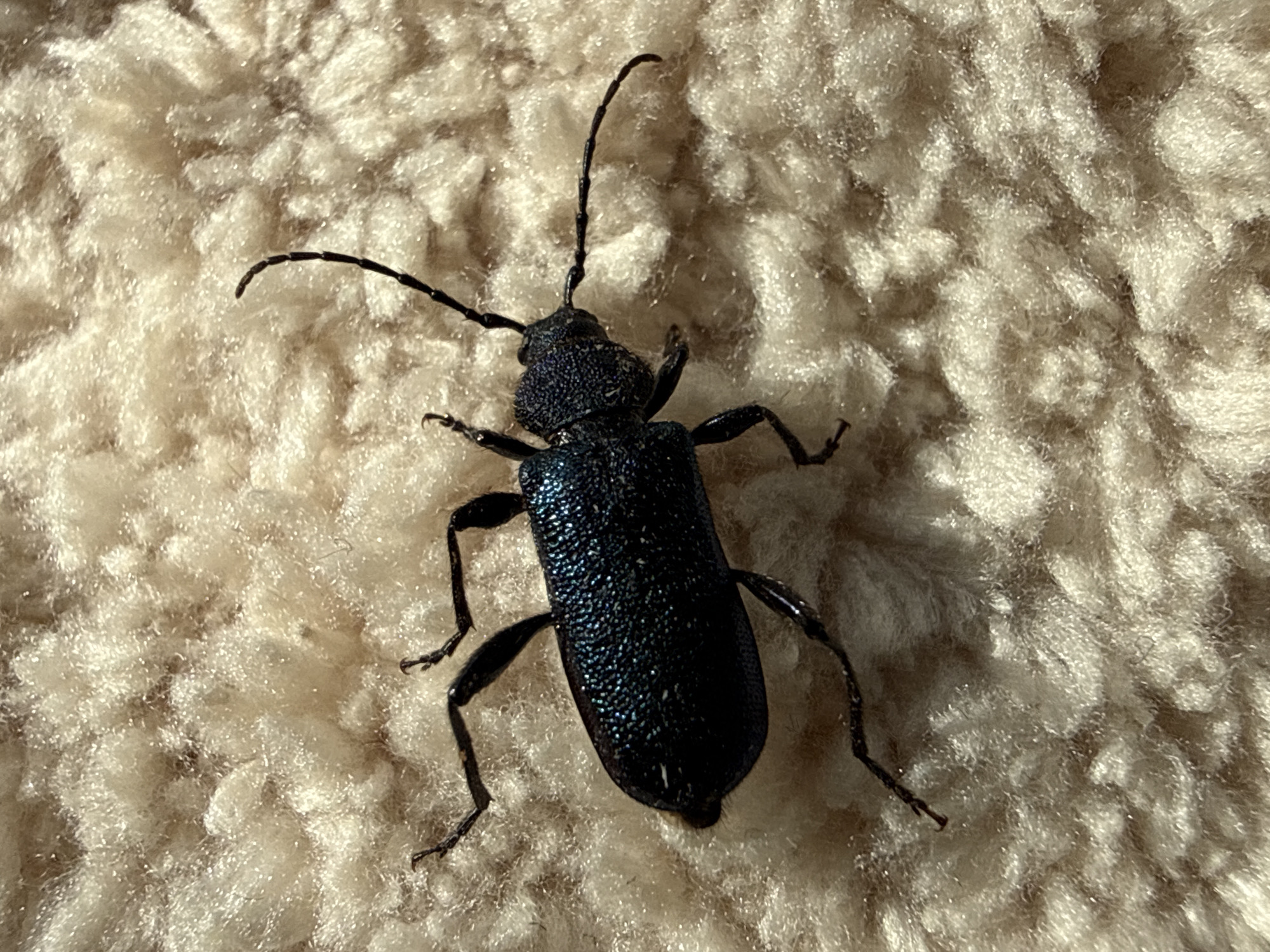 Iridescent beetles spotted across rural Tyulyuk, Russia morning