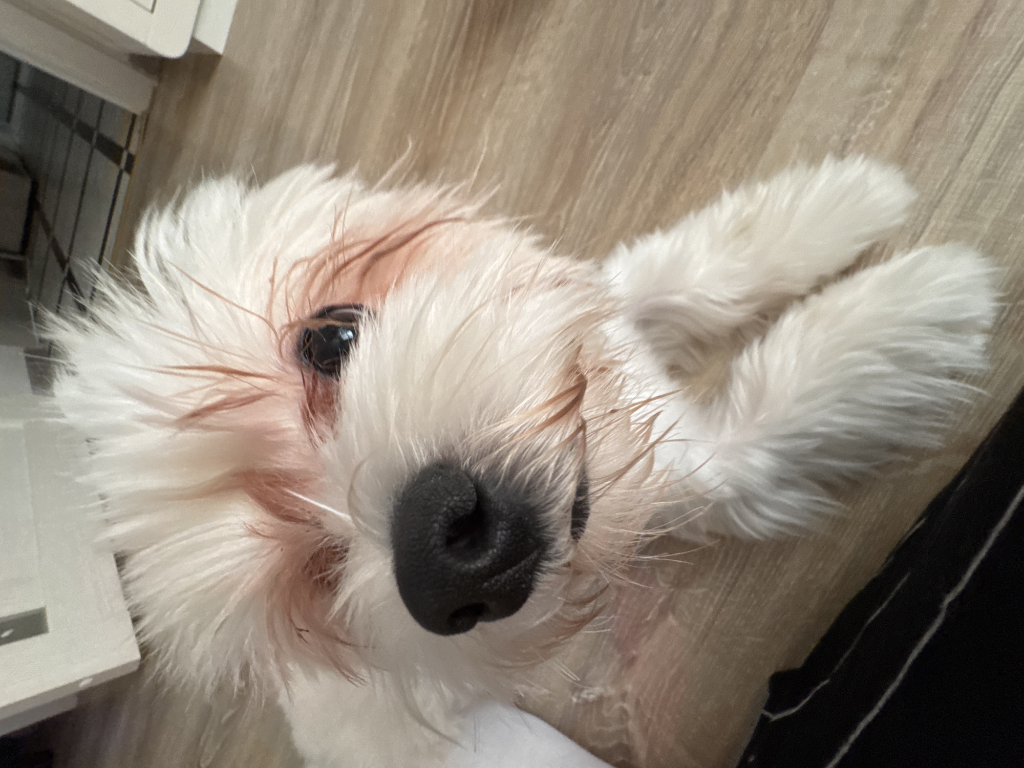 Close-up shots of a fluffy white dog at home