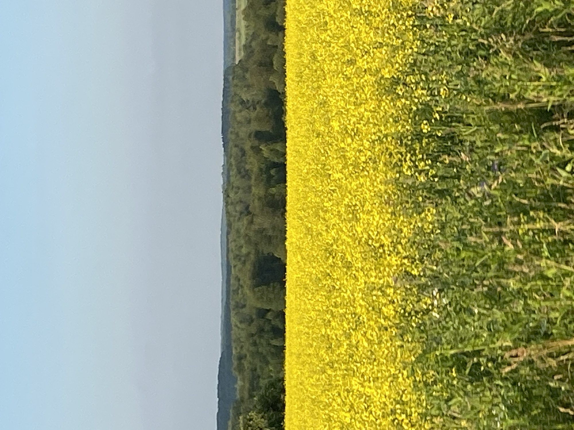 Vast rapeseed field in full bloom near Chatlyk, Russia