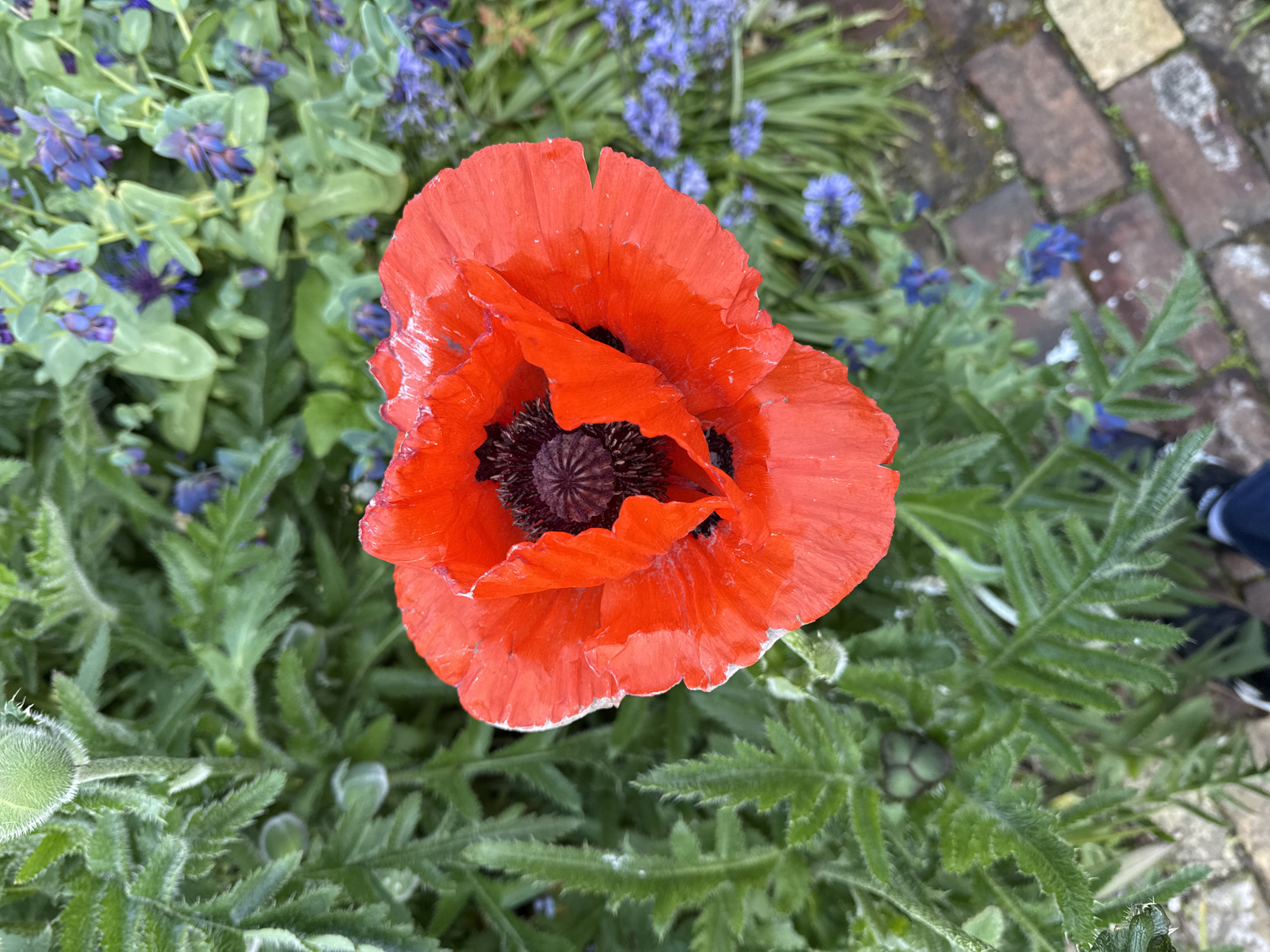 Casual photography walk captures Great Yarmouth gardens and alleyways