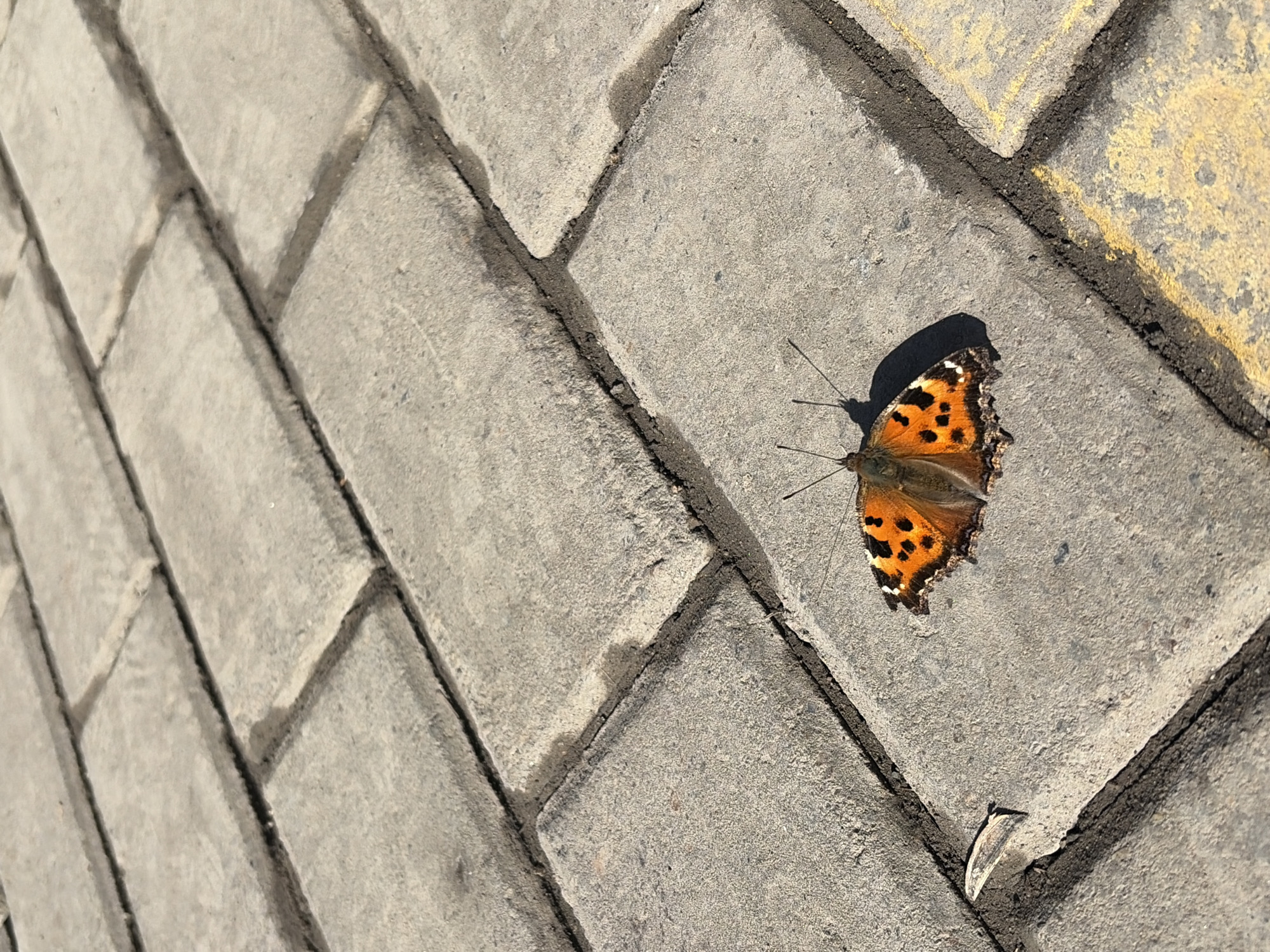 Butterfly encounters and sleeping passengers documented in Izhevsk