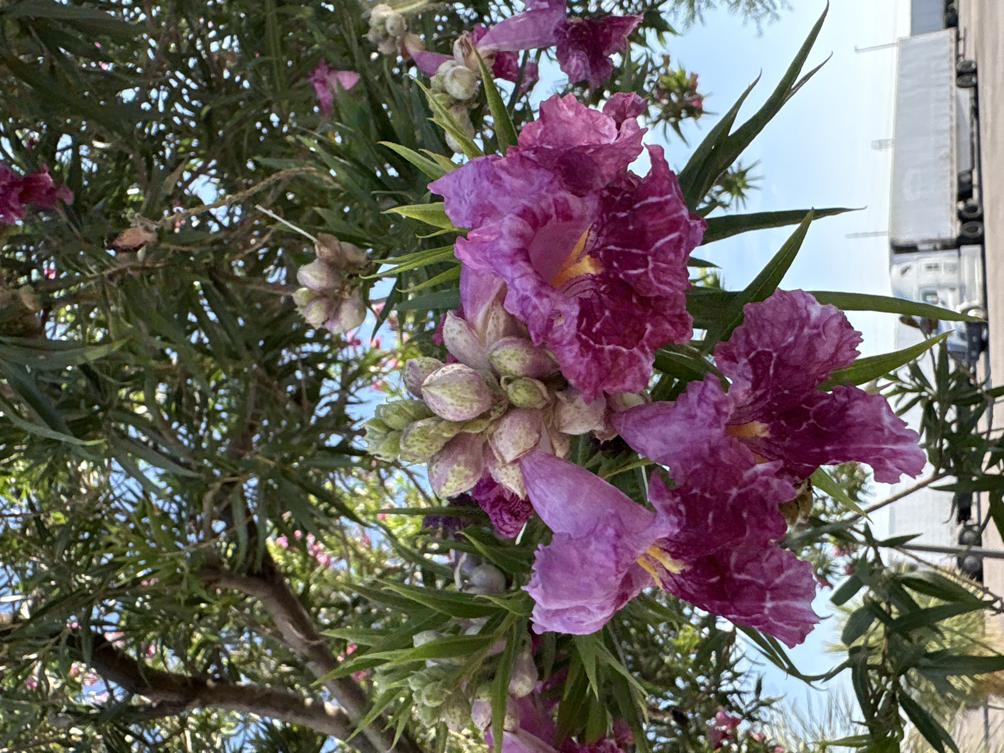 West Texas desert plants in bloom, July 2026