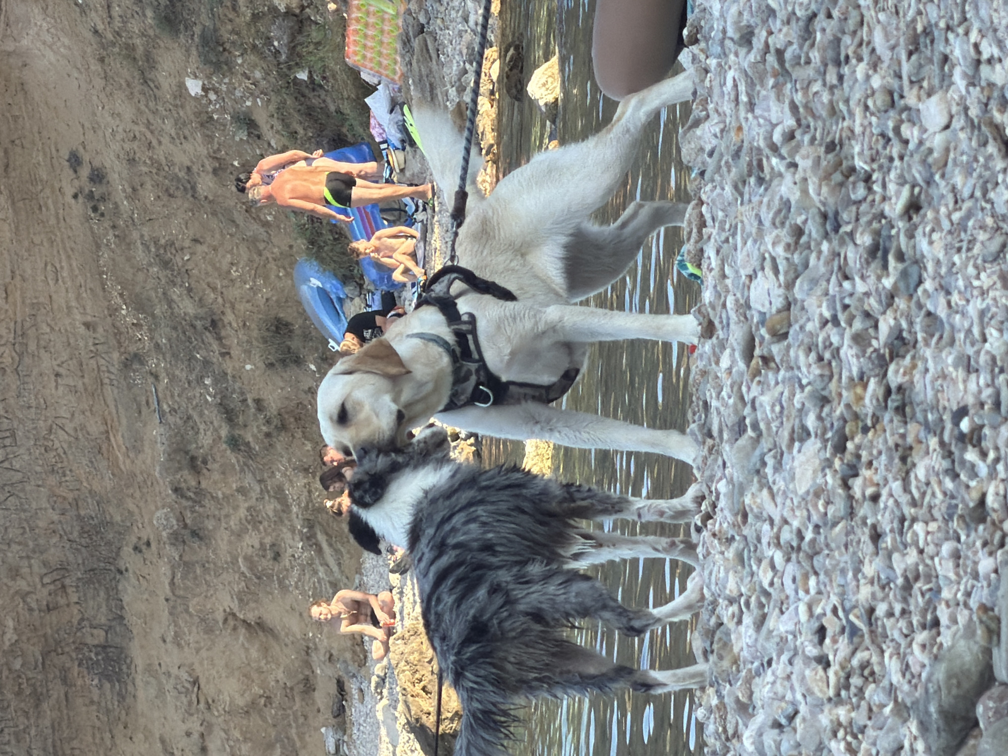 Dogs on a pebble beach in Baška, Croatia