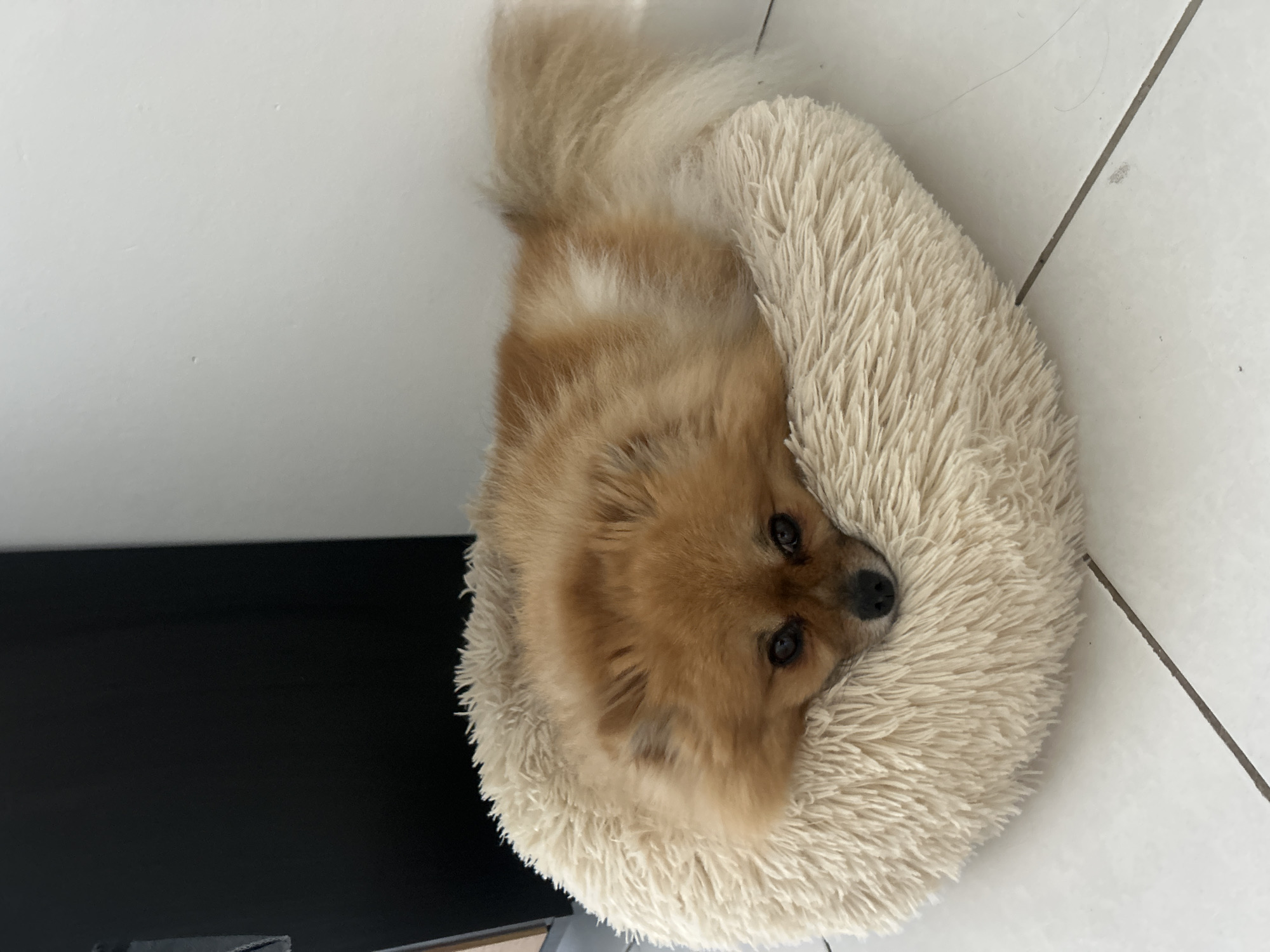 Woman takes casual selfies with sleeping dog in Cannes home